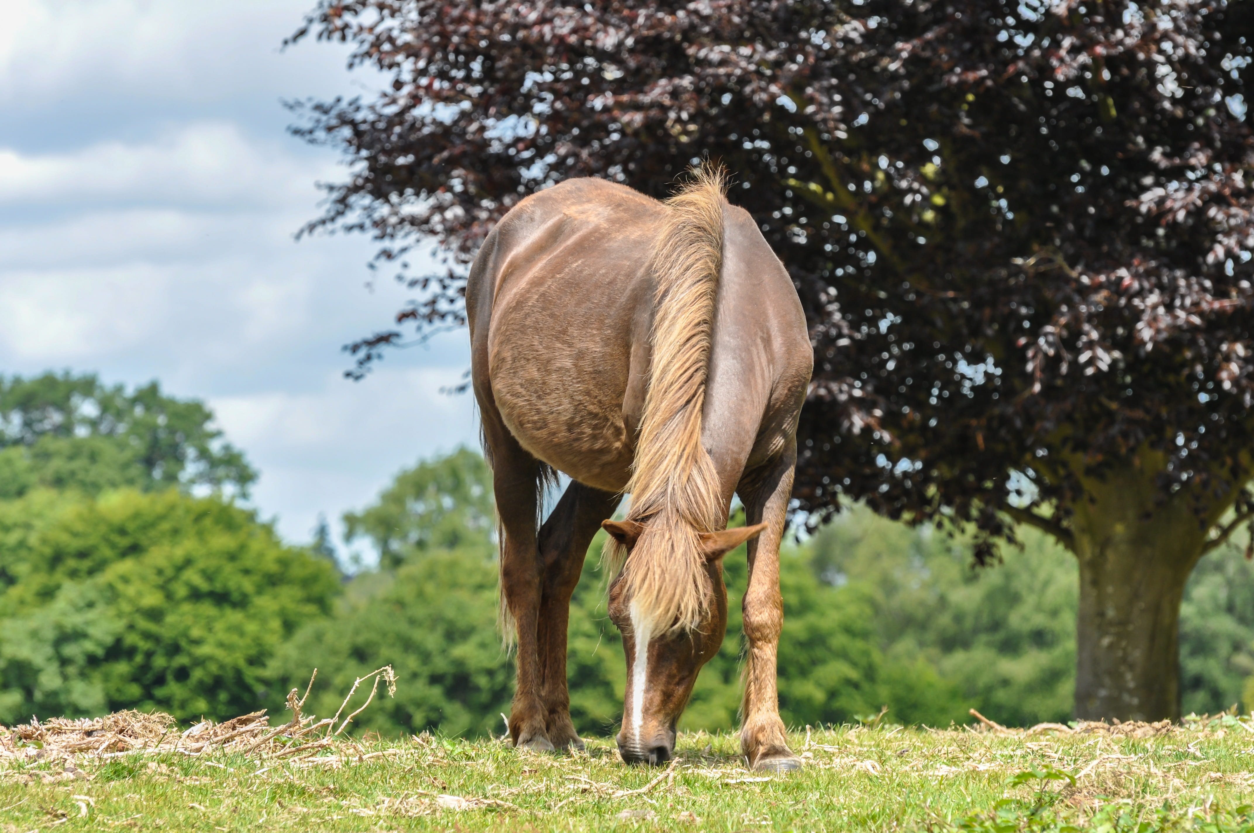 sky, mammal, plant, near, sunny, blue, vertebrate, domestic animals, animal, united, livestock, green, scenery, tree, kingdom, herbivorous, 4K, national, HD Wallpaper