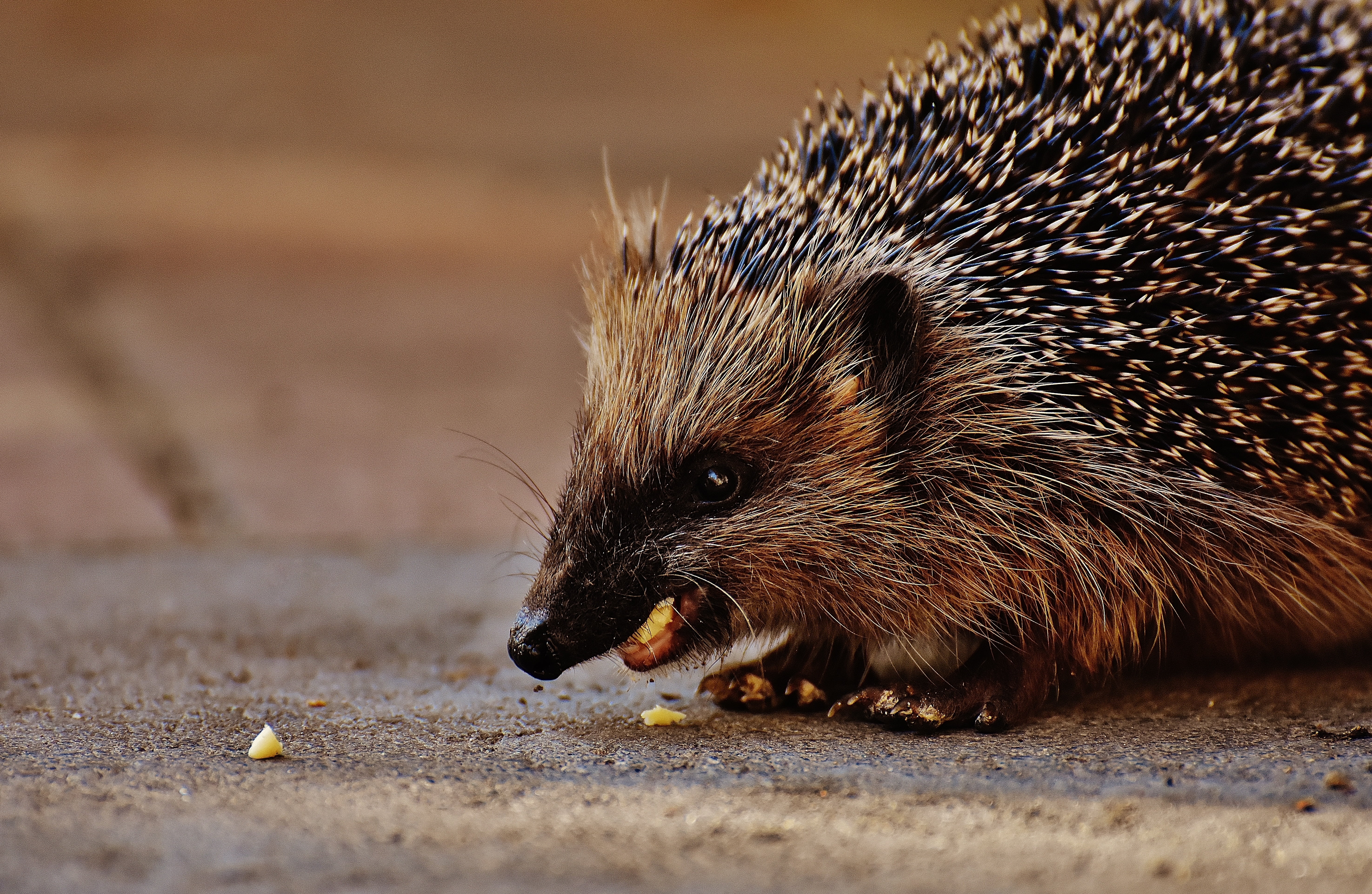 foraging, hannah, eating, animal, side view, rodent, garden, hedgehog, cute, food, young hedgehog, meal, vertebrate, profile view, spur, hedgehog child, HD Wallpaper