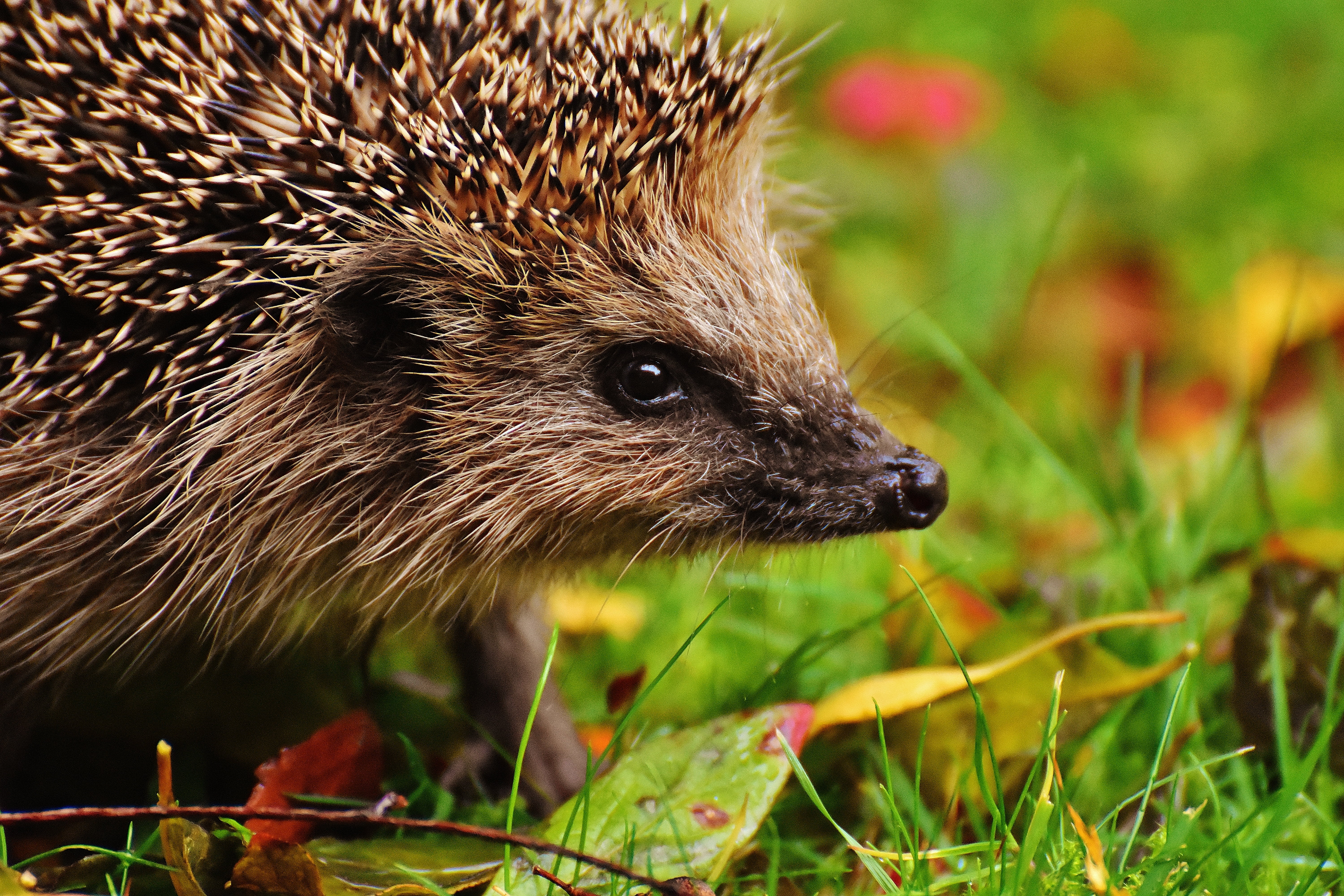field, close-up, cute, animal themes, hedgehog child, animal wildlife, autumn, crepuscular, hedgehog, grass, nocturnal, garden, nature, animal world, portrait, HD Wallpaper