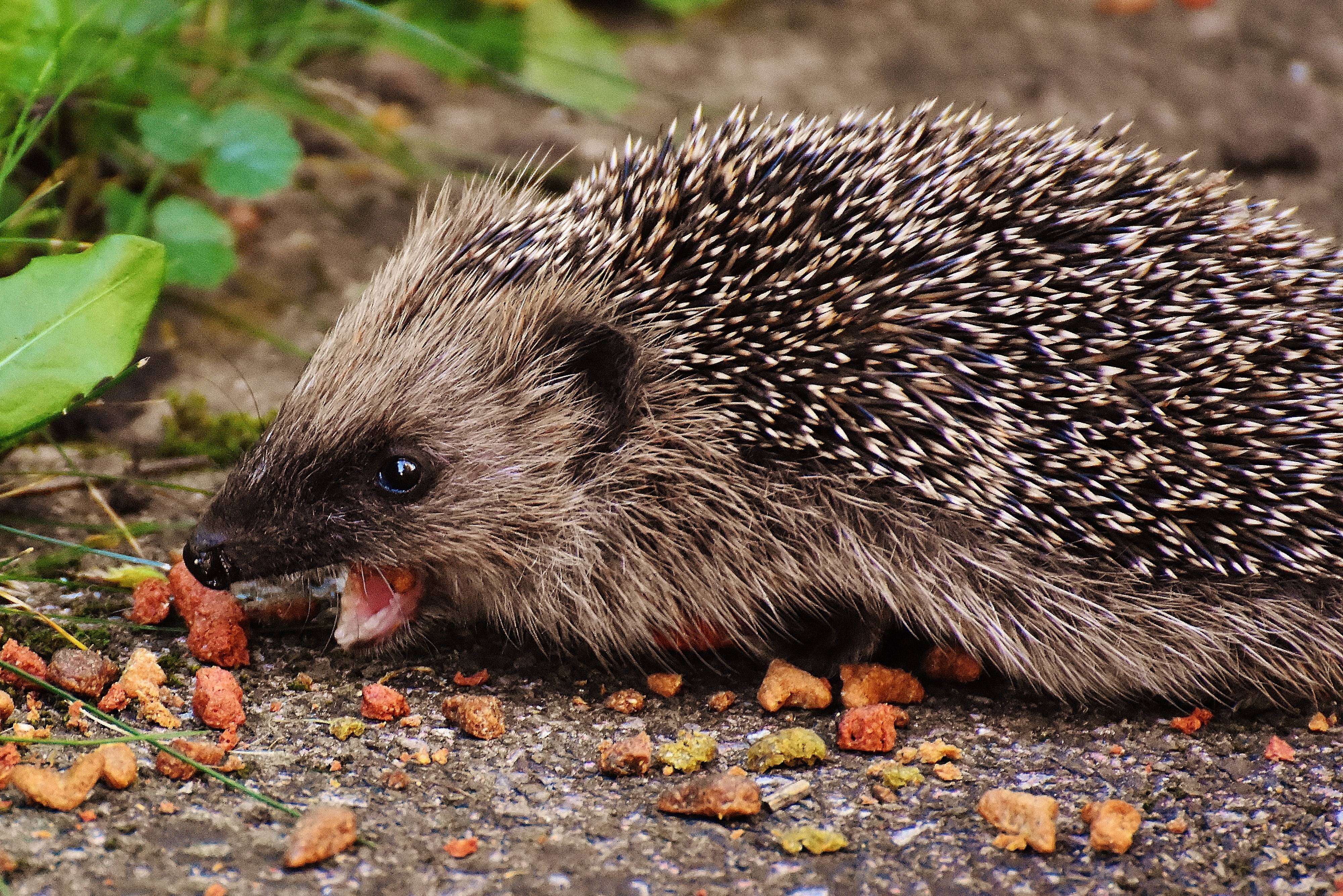 4K, rodent, nocturnal, wildlife, nature, prickly, autumn, outdoors, vertebrate, animal wildlife, animal themes, animal world, cute, day, meal, crepuscular, HD Wallpaper