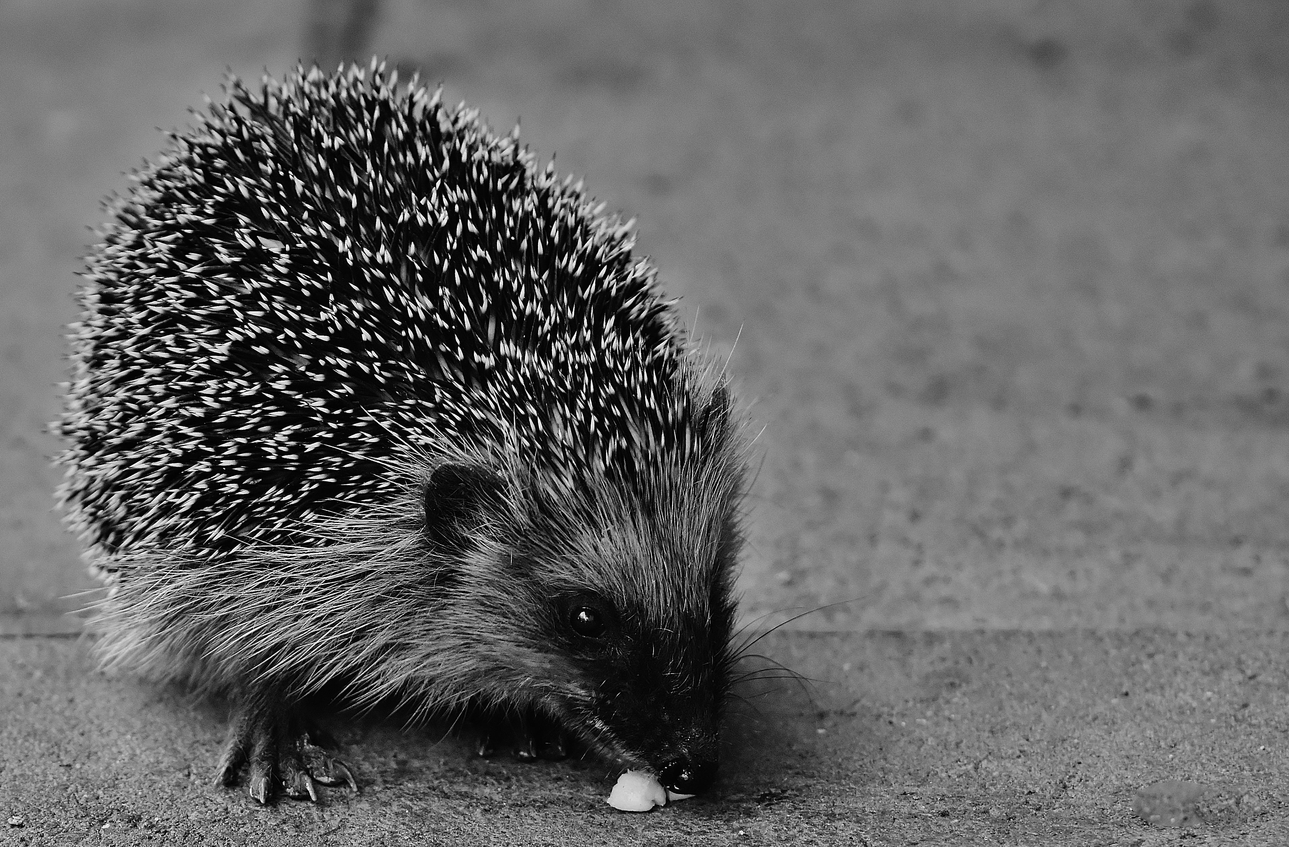 close-up, spiked, animal world, animal, spur, garden, hedgehog child, focus on foreground, nocturnal, autumn, crepuscular, vertebrate, no people, outdoors, HD Wallpaper