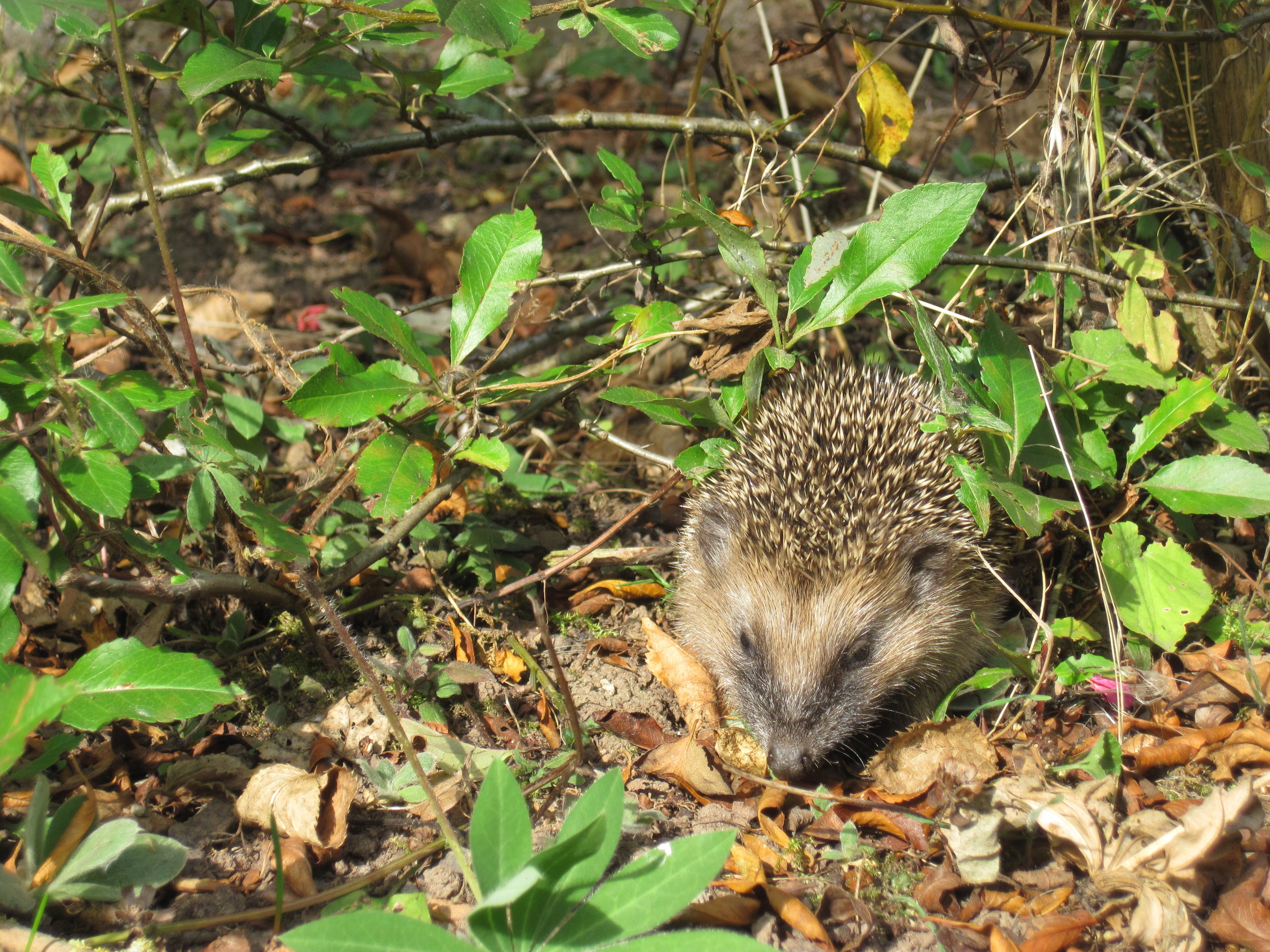 one animal, cute, hannah, nocturnal, rodent, high angle view, no people, animal wildlife, hedgehog, day, young hedgehog, plant part, leaf, plant, mammal, HD Wallpaper