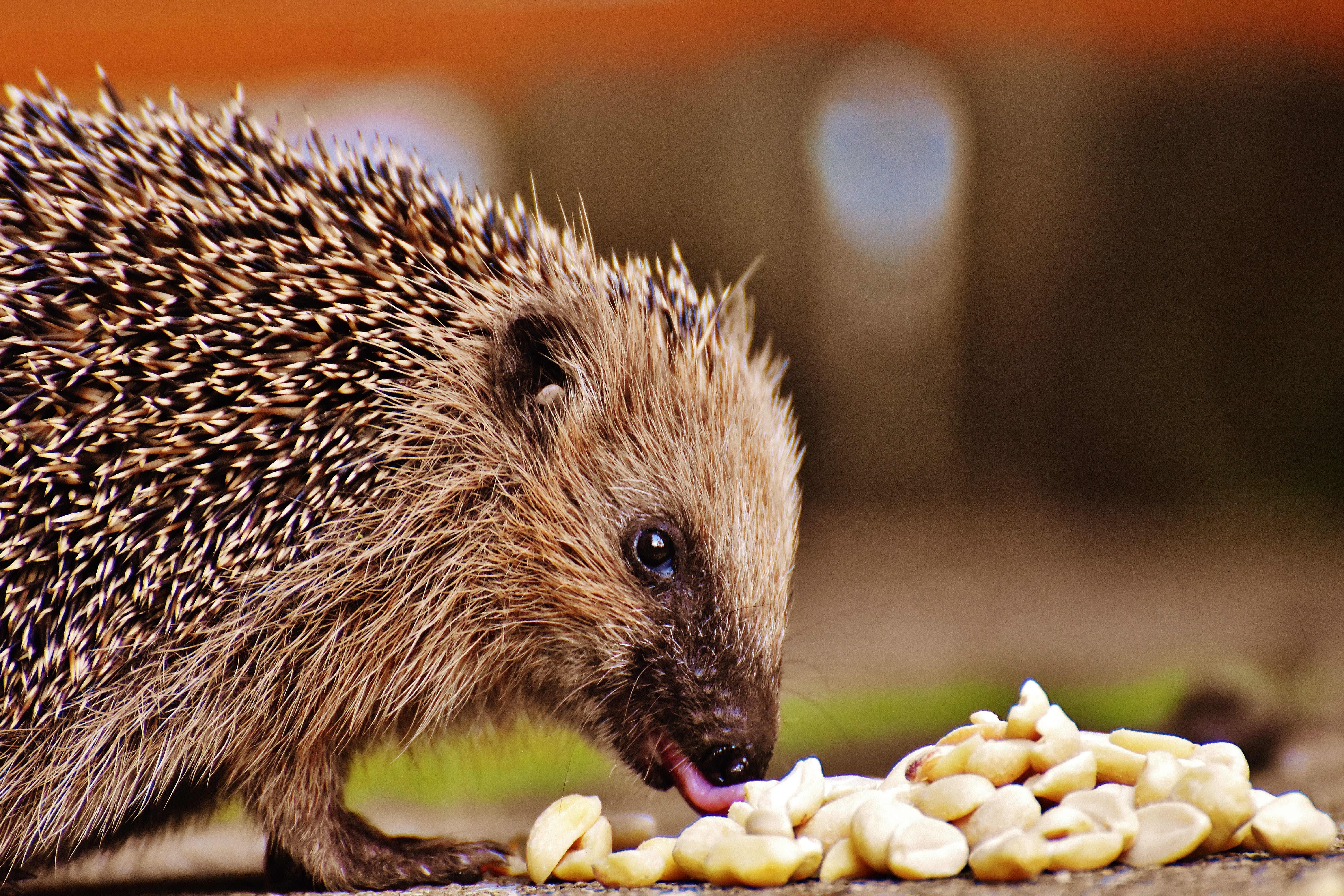 5K, portrait, autumn, spur, animals in the wild, hedgehog child, eating, one animal, animal world, meal, young hedgehog, feeding, animal wildlife, animal, HD Wallpaper
