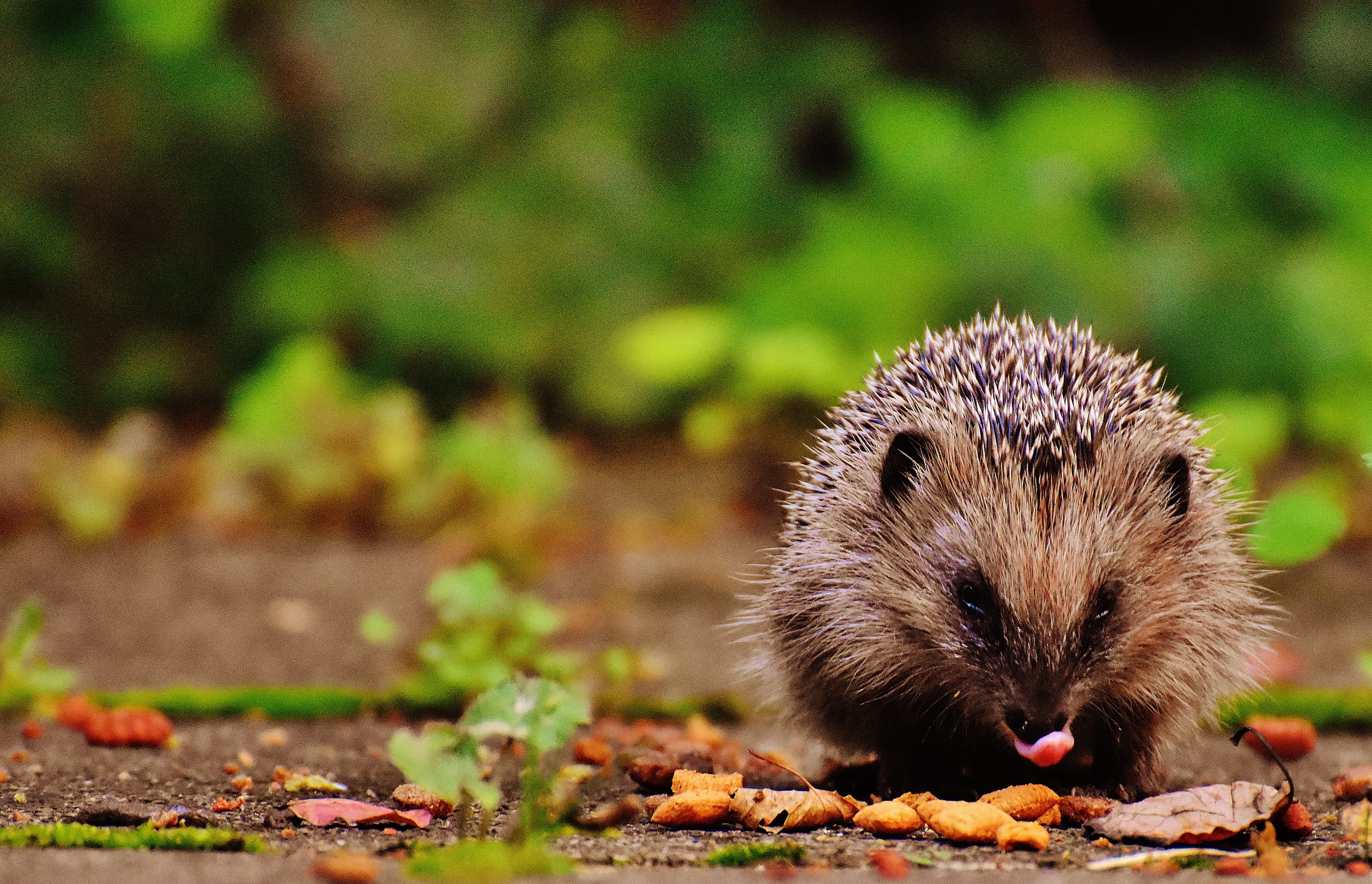 day, prickly, young hedgehog, vertebrate, mammal, animal world, animal themes, outdoors, close-up, plant part, hedgehog, hedgehog child, crepuscular, foraging, HD Wallpaper