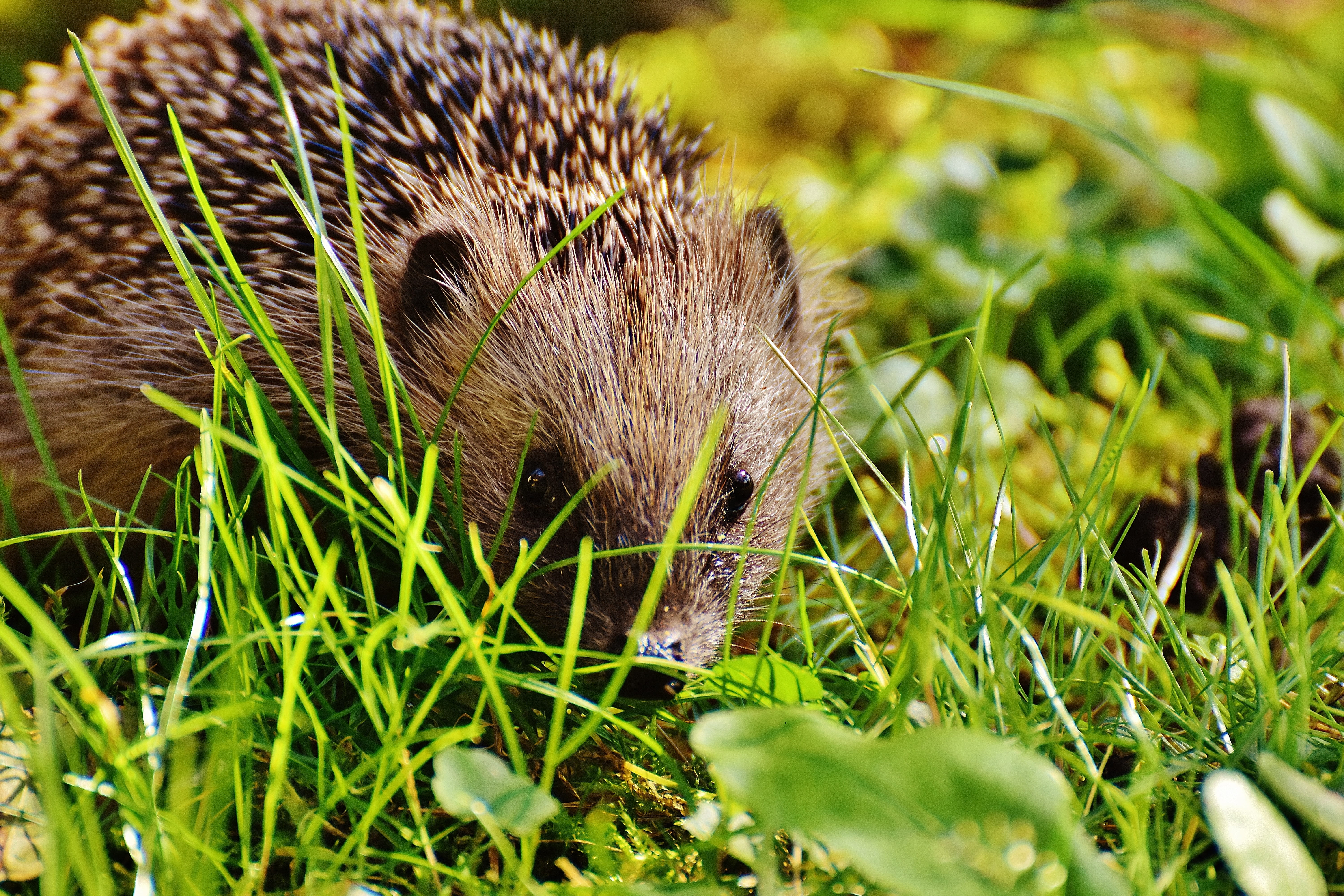 whisker, autumn, outdoors, mammal, grass, plant, animals in the wild, selective focus, vertebrate, 5K, land, animal, nature, one animal, field, close-up, HD Wallpaper