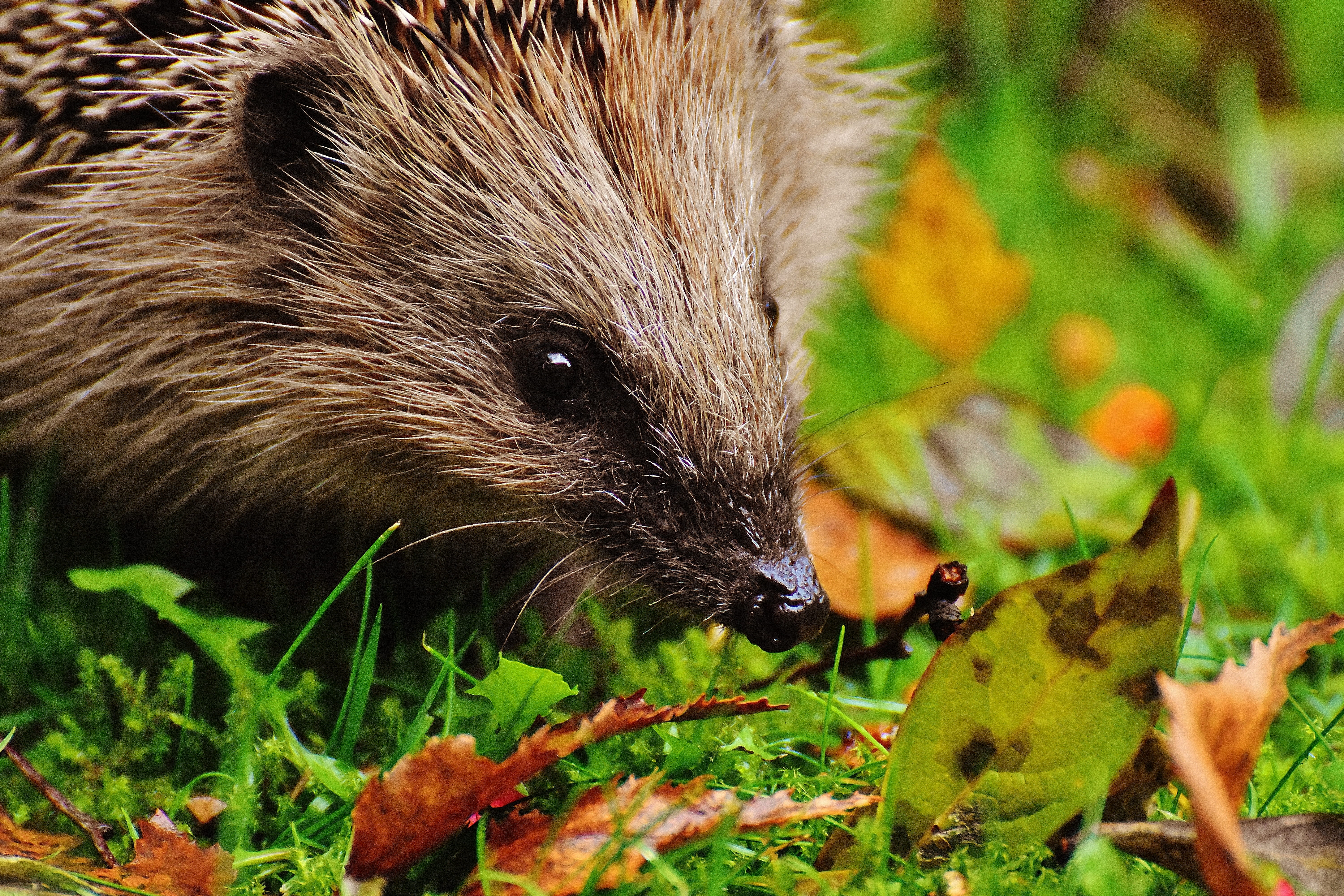autumn, spur, prickly, one animal, animal head, eating, hannah, young hedgehog, green, grass, animal, foraging, meal, close-up, garden, close, animal wildlife, HD Wallpaper