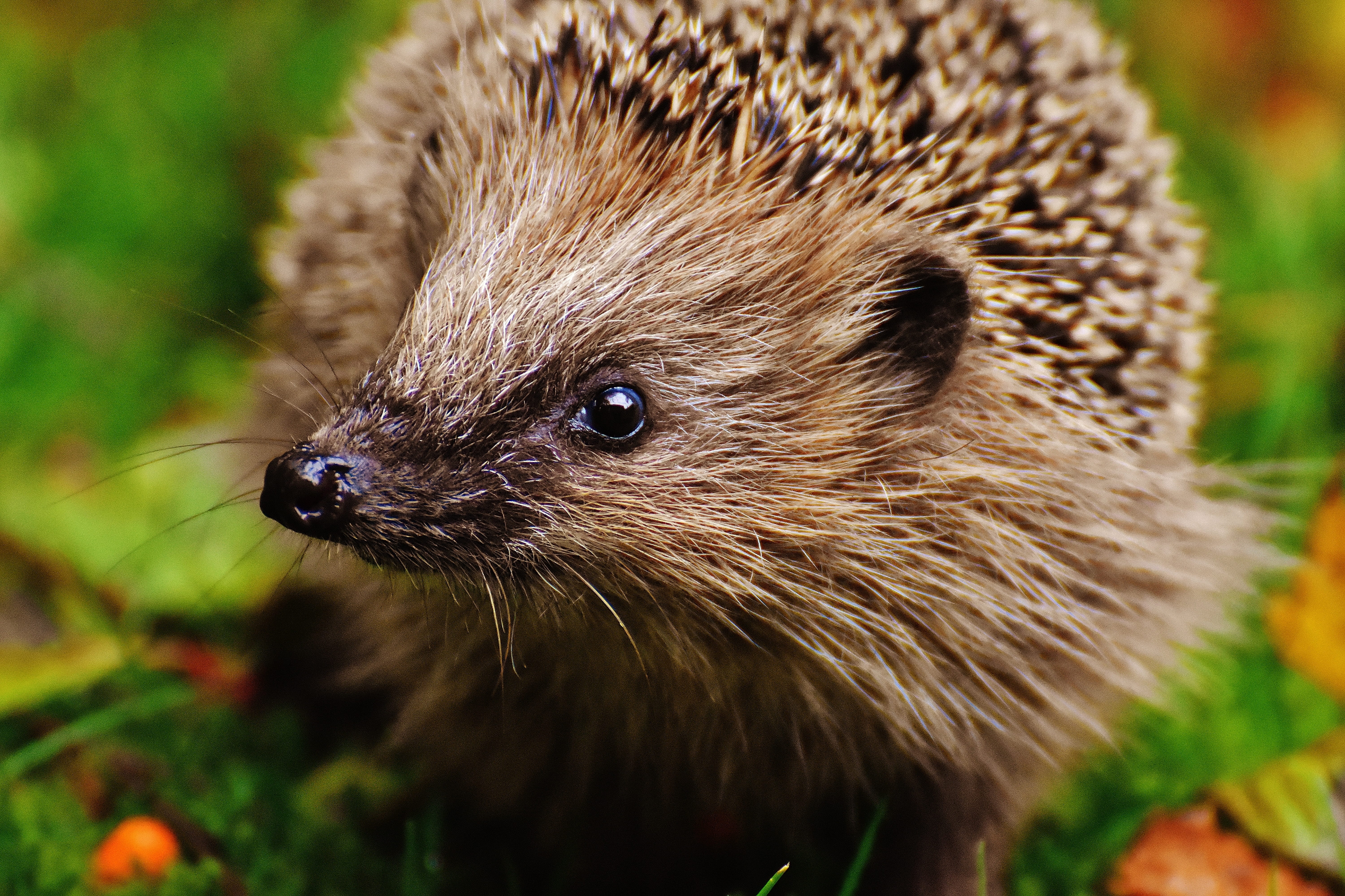 looking, animal world, 5K, brown, nature, animals in the wild, portrait, mammal, garden, foraging, rodent, outdoors, close-up, animal body part, young hedgehog, HD Wallpaper