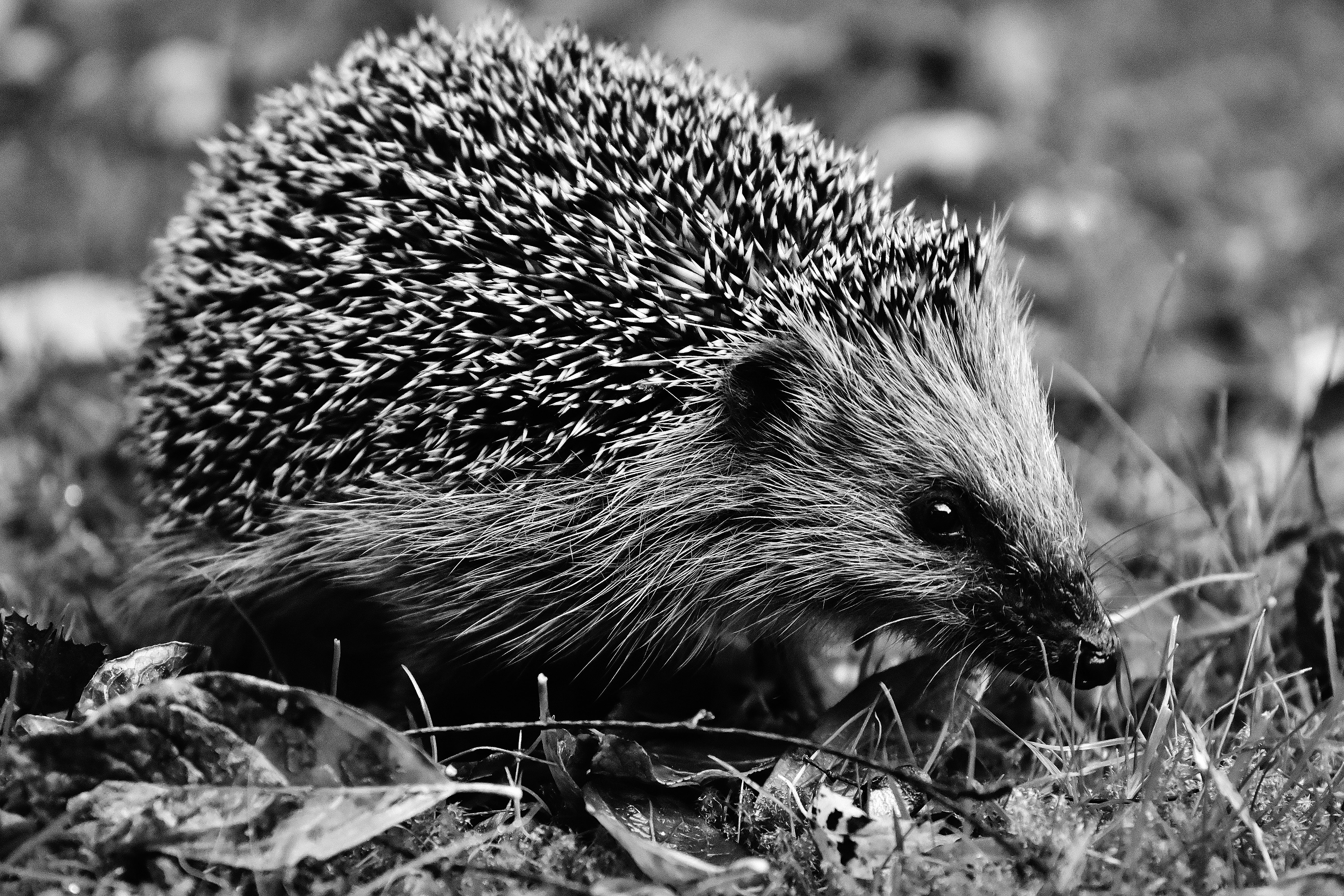 hannah, grass, wildlife photography, rodent, hedgehog, looking, animal, spur, one animal, nature, nocturnal, vertebrate, focus on foreground, no people, HD Wallpaper