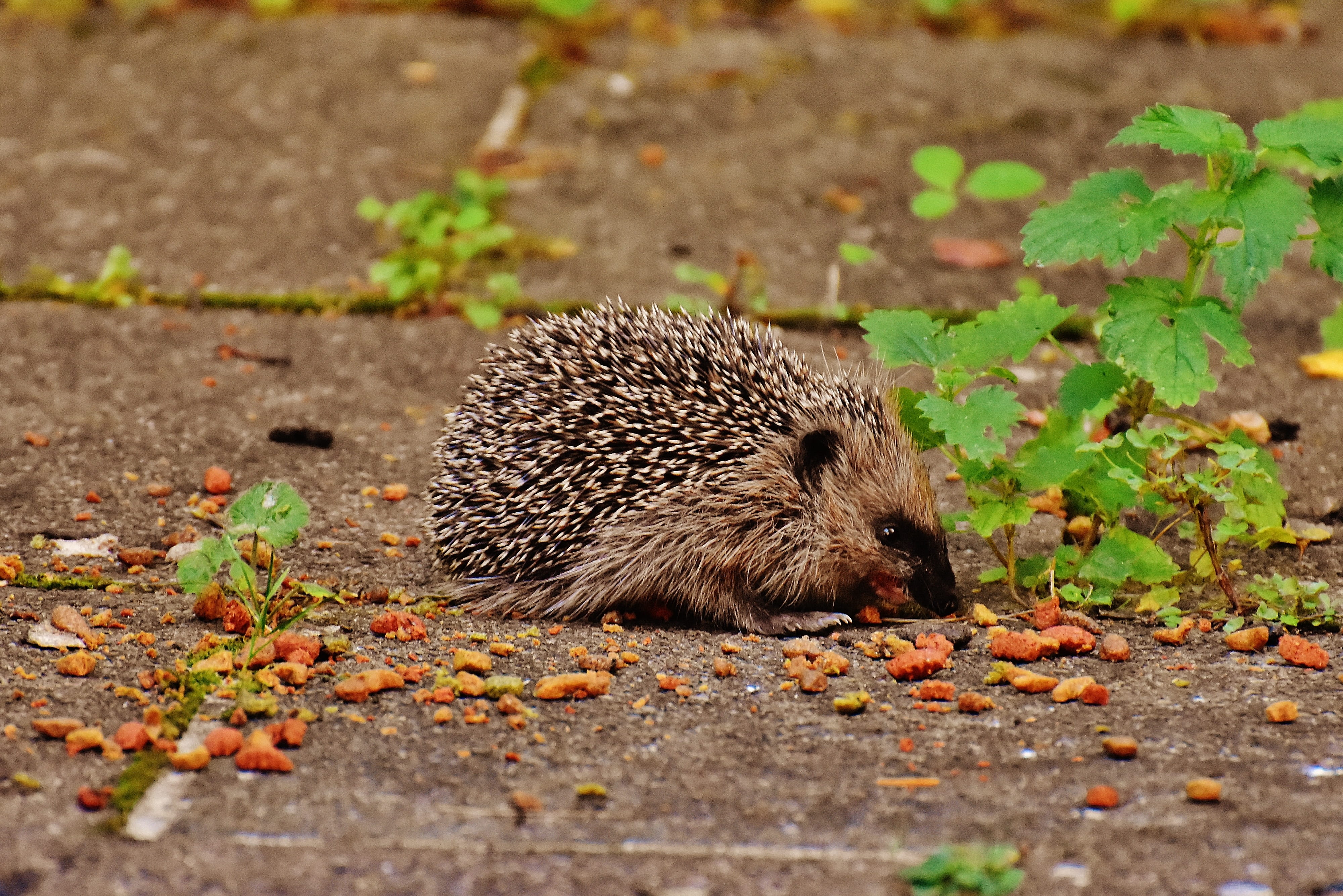 hedgehog child, leaf, young hedgehog, close-up, garden, plant part, rodent, selective focus, hannah, food, animal, outdoors, cute, crepuscular, animal themes, HD Wallpaper