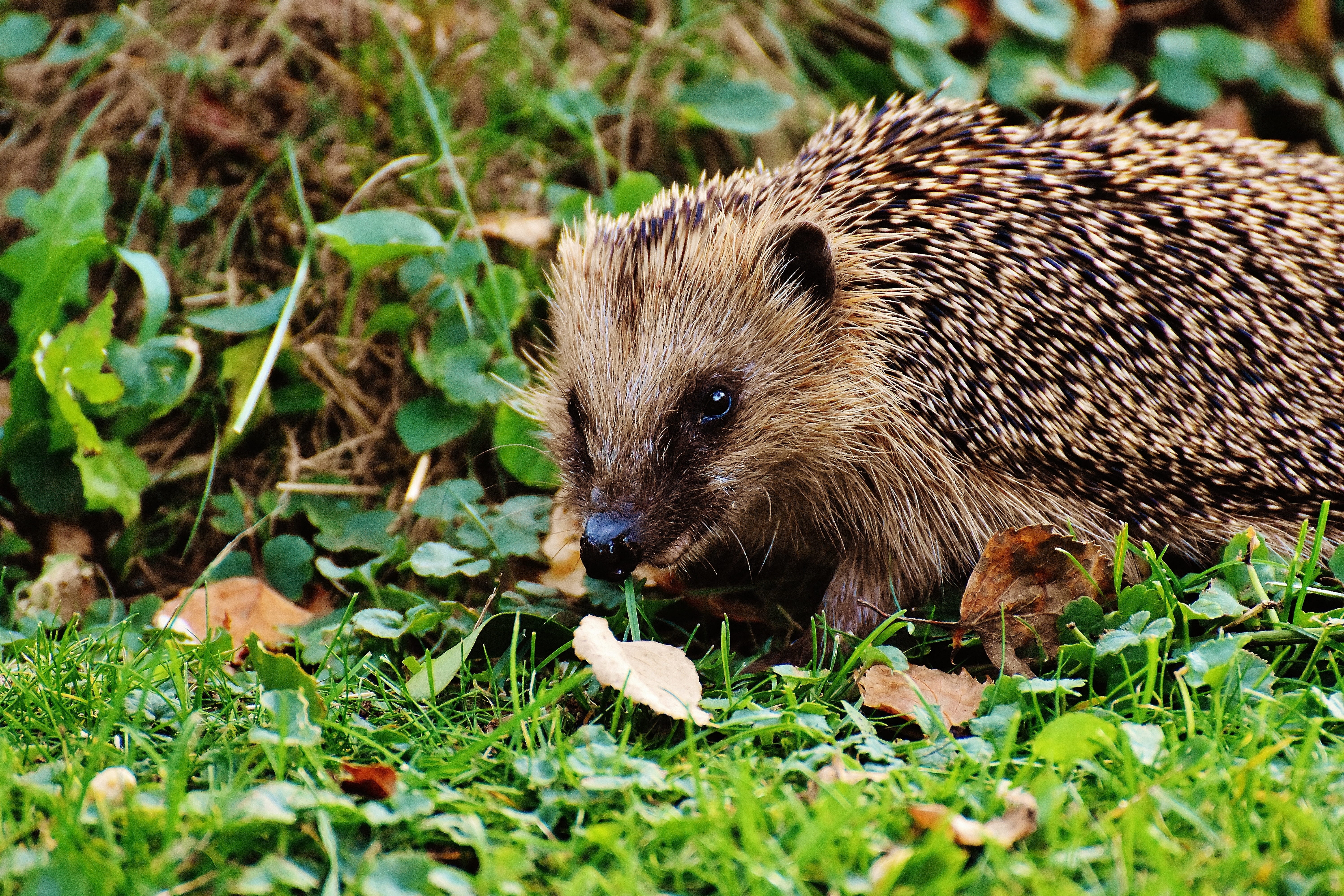 nocturnal, animal wildlife, animal world, hannah, plant part, field, vertebrate, foraging, meal, animal themes, hedgehog, eating, prickly, spur, garden, HD Wallpaper