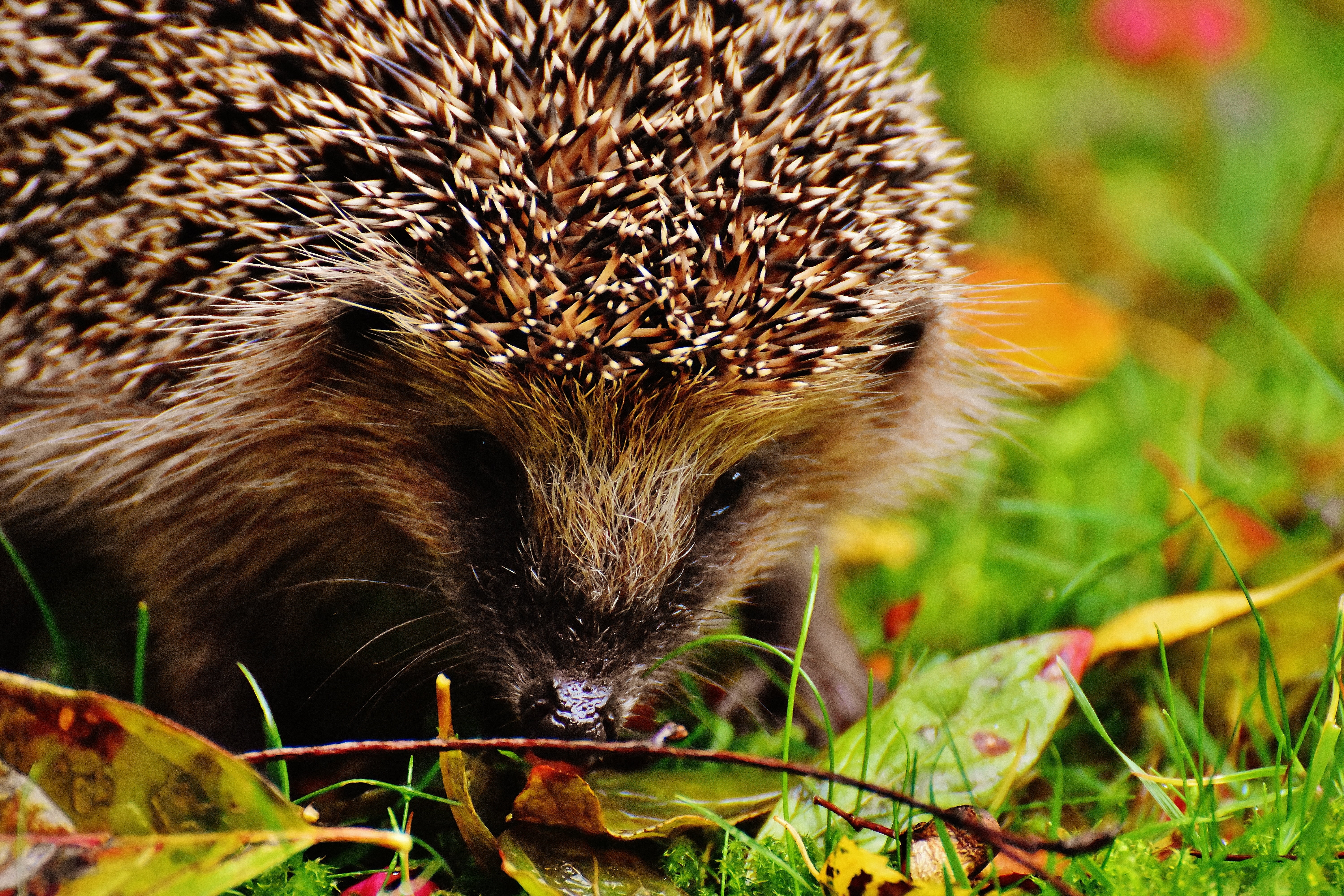 looking at camera, garden, nocturnal, whisker, meal, vertebrate, plant, young hedgehog, green color, 5K, nature, spur, animals in the wild, one animal, HD Wallpaper