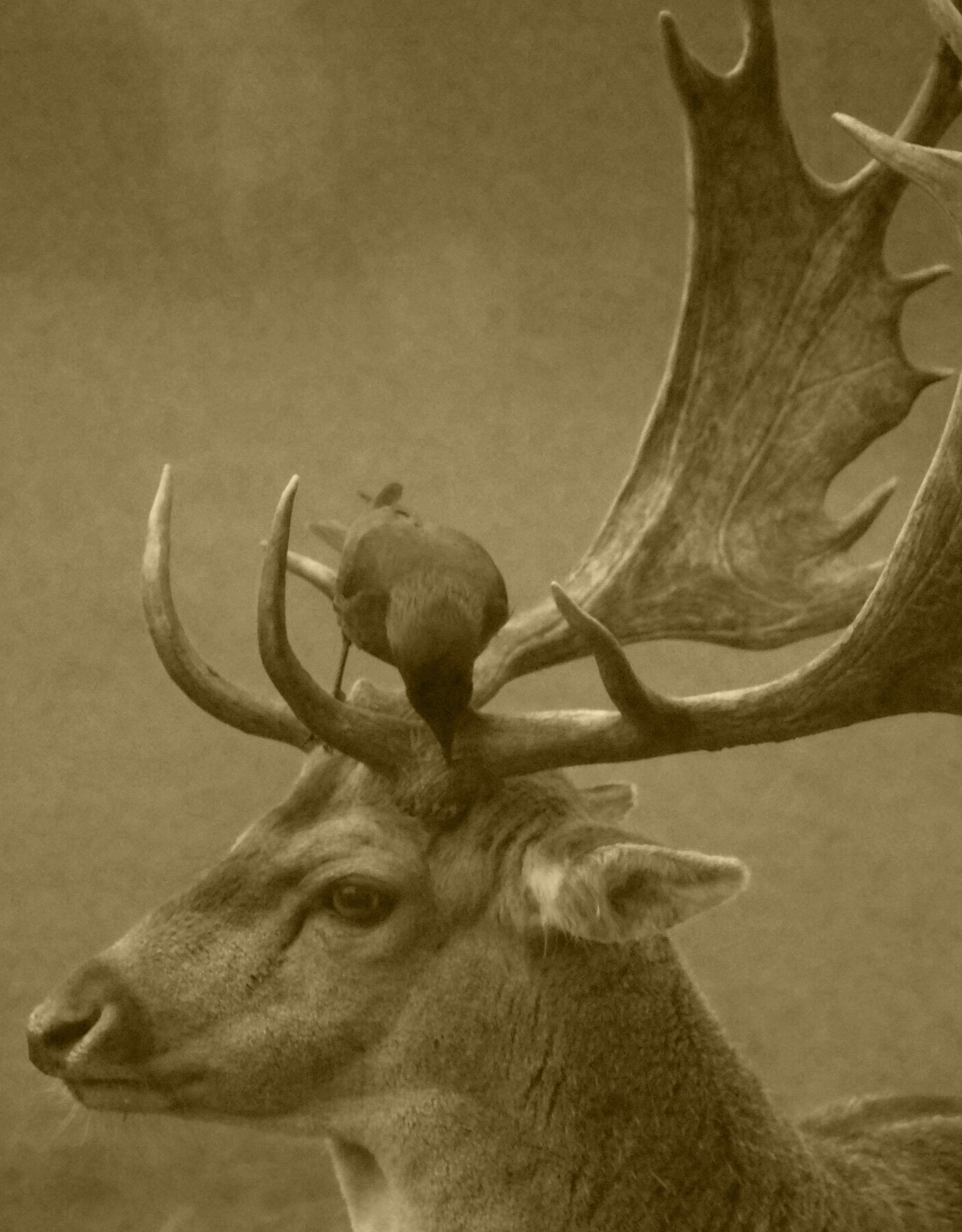 animals, animal themes, vertebrate, mammal, stag, nature, forest, animals in the wild, one animal, wildlife, velvet, animal wildlife, day, antlers, herbivorous, Phone HD Wallpaper
