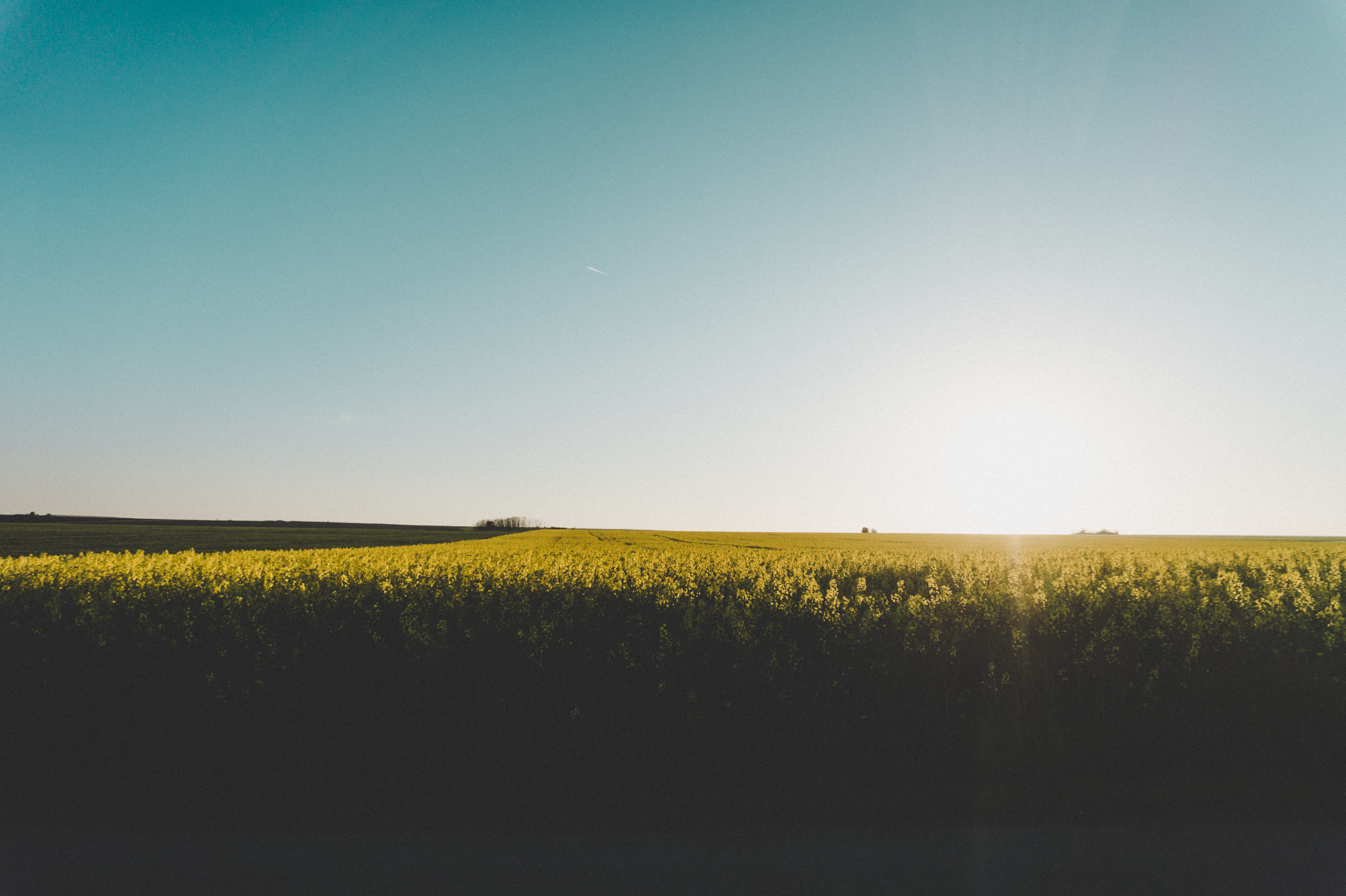 nature, countryside, idyllic, flower, scenics - nature, field, yellow, grassland, agriculture, blue sky, summer, sunlight, petaled, rural scene, bue, 5K, HD Wallpaper
