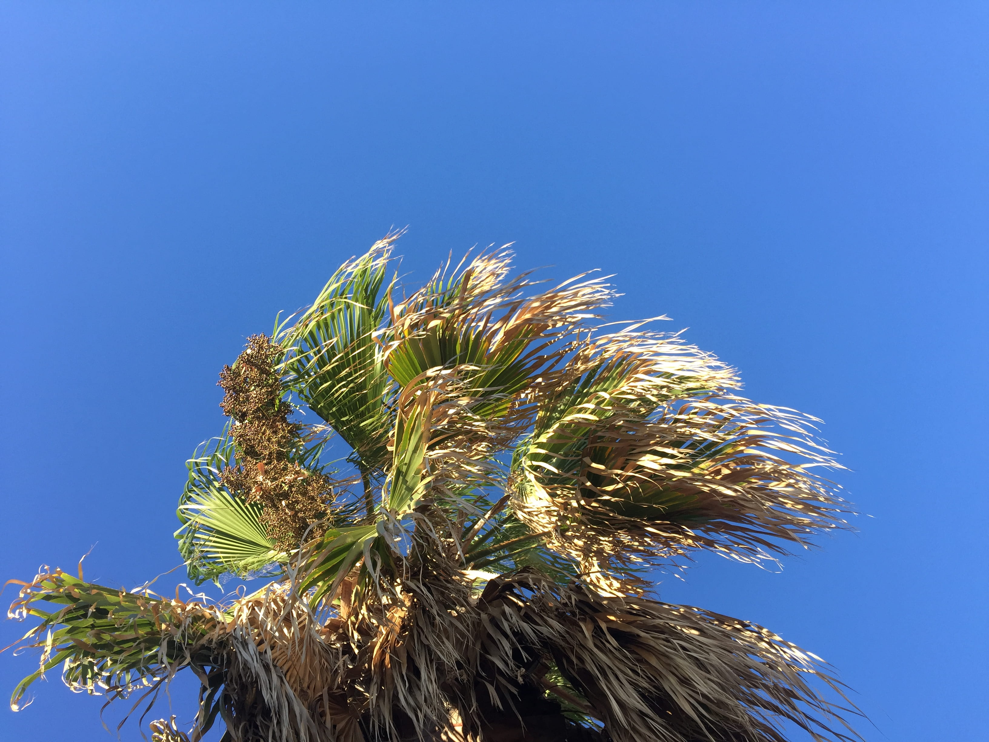 no people, bue, sun, plant, warm, leaf, growth, tropical, travel, sunny, focus on foreground, trees, clear sky, sunlight, sky, beach, palm, california, HD Wallpaper