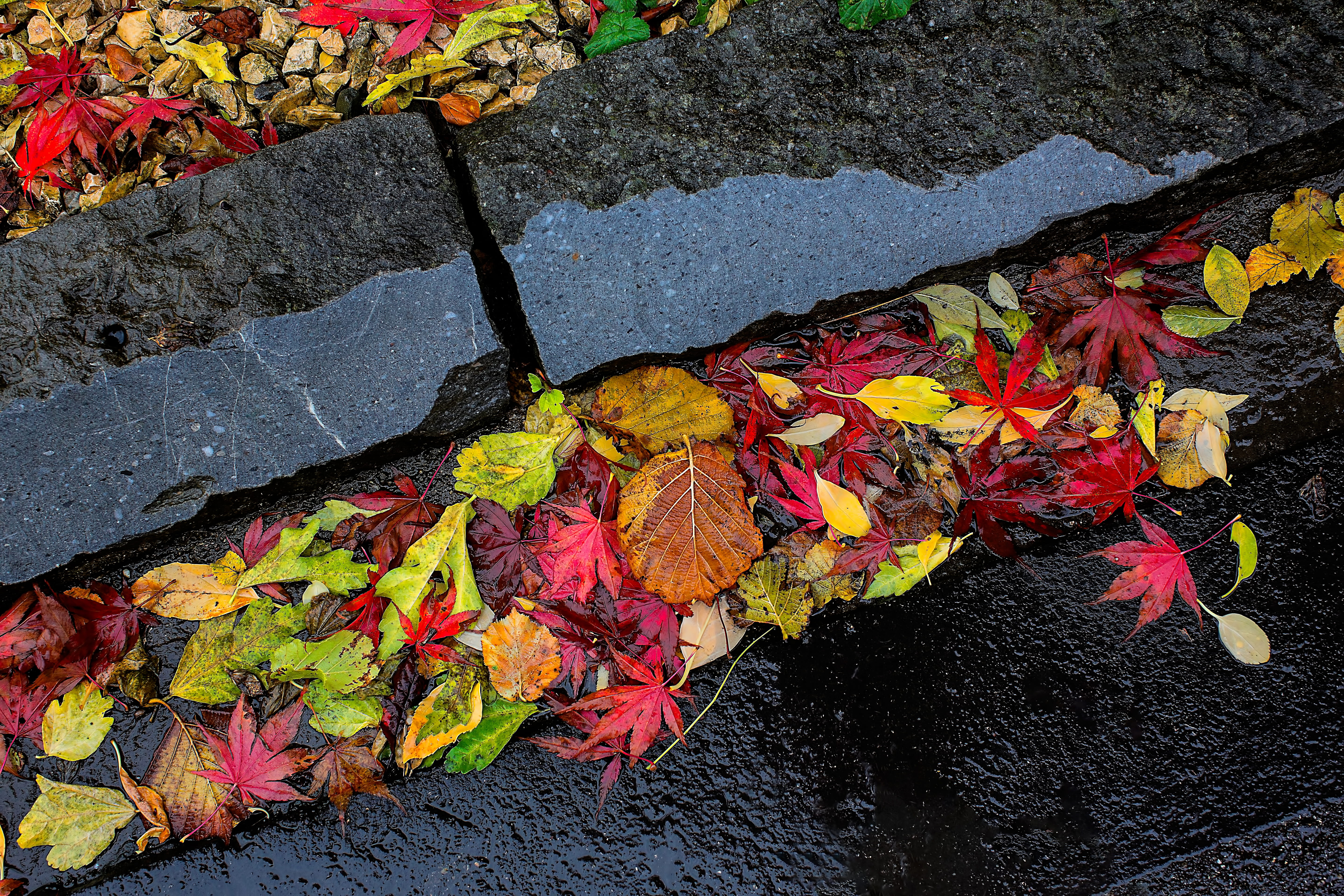 wet pavement, beauty in nature, no people, leaves, plant part, maple, collage, footpath, human, plant, maple leaf, 5K, nature, stone, autumn, leave, diagonal, HD Wallpaper