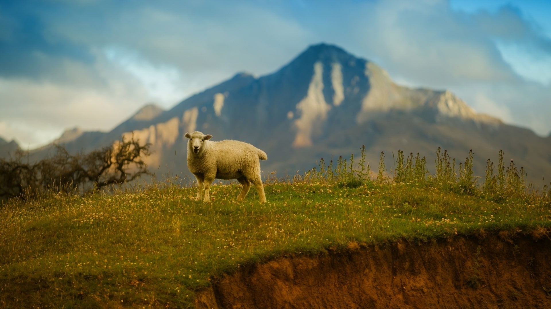 Grass, Sheep, 1080P, white, Mountains, Lonely, HD Wallpaper