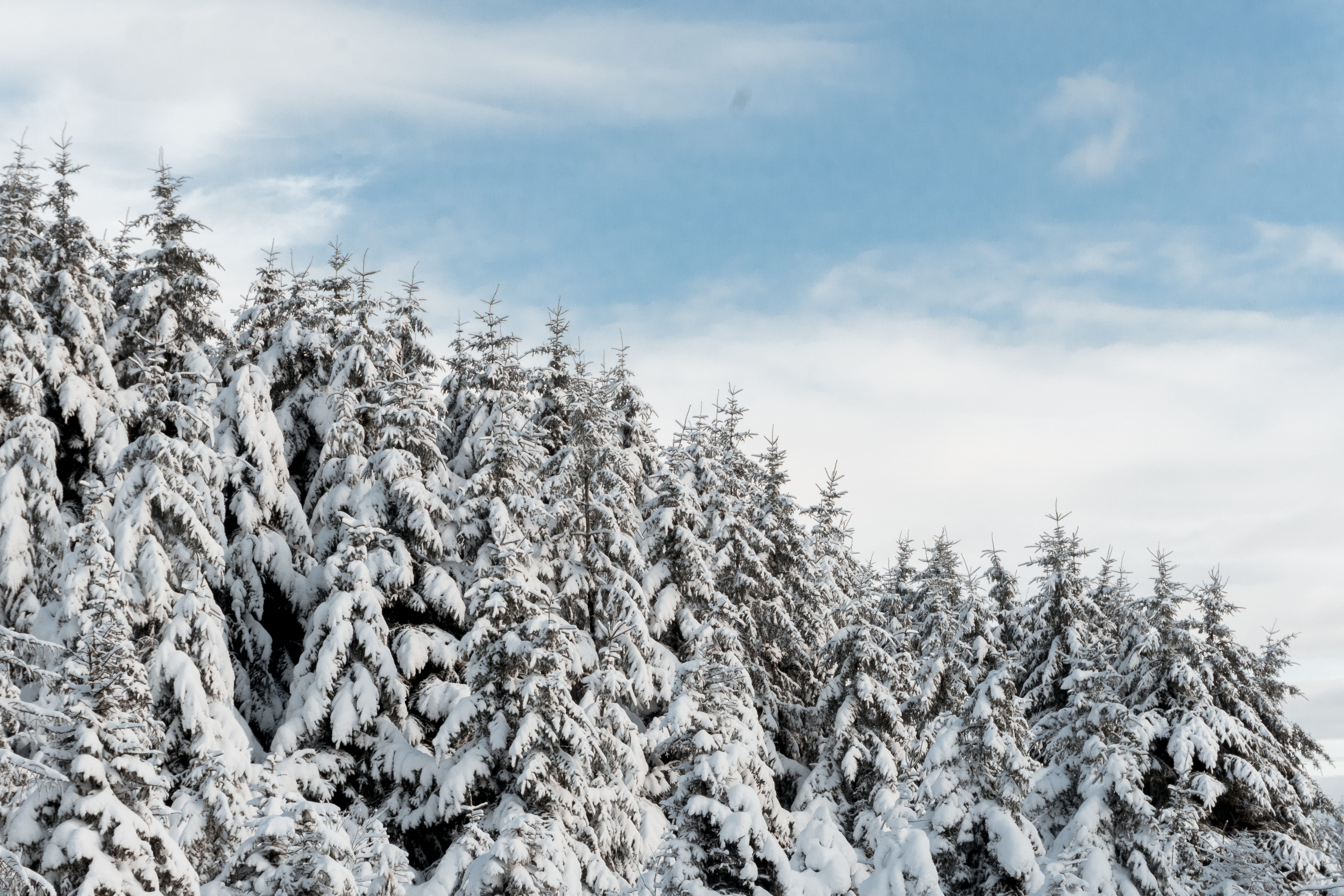 tranquility, coniferous tree, growth, cold temperature, low angle view, 5K, trees, scenics - nature, norway, tranquil scene, sky, non-urban scene, no people, HD Wallpaper