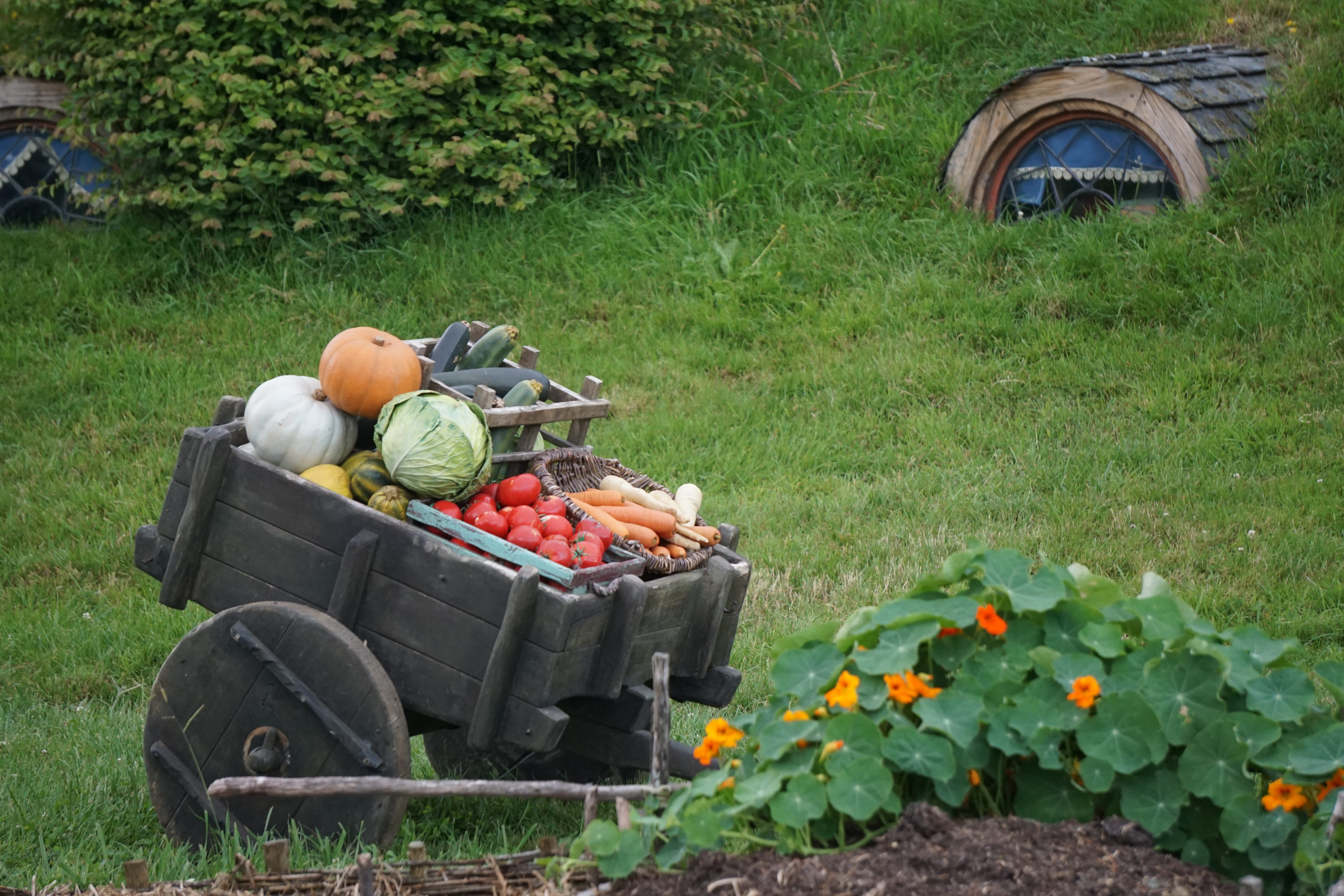 travel, new zealand, wellbeing, healthy eating, nature, food, vegetable, freshness, plant, garden, no people, grass, fruit, day, harvesting, gardening, HD Wallpaper