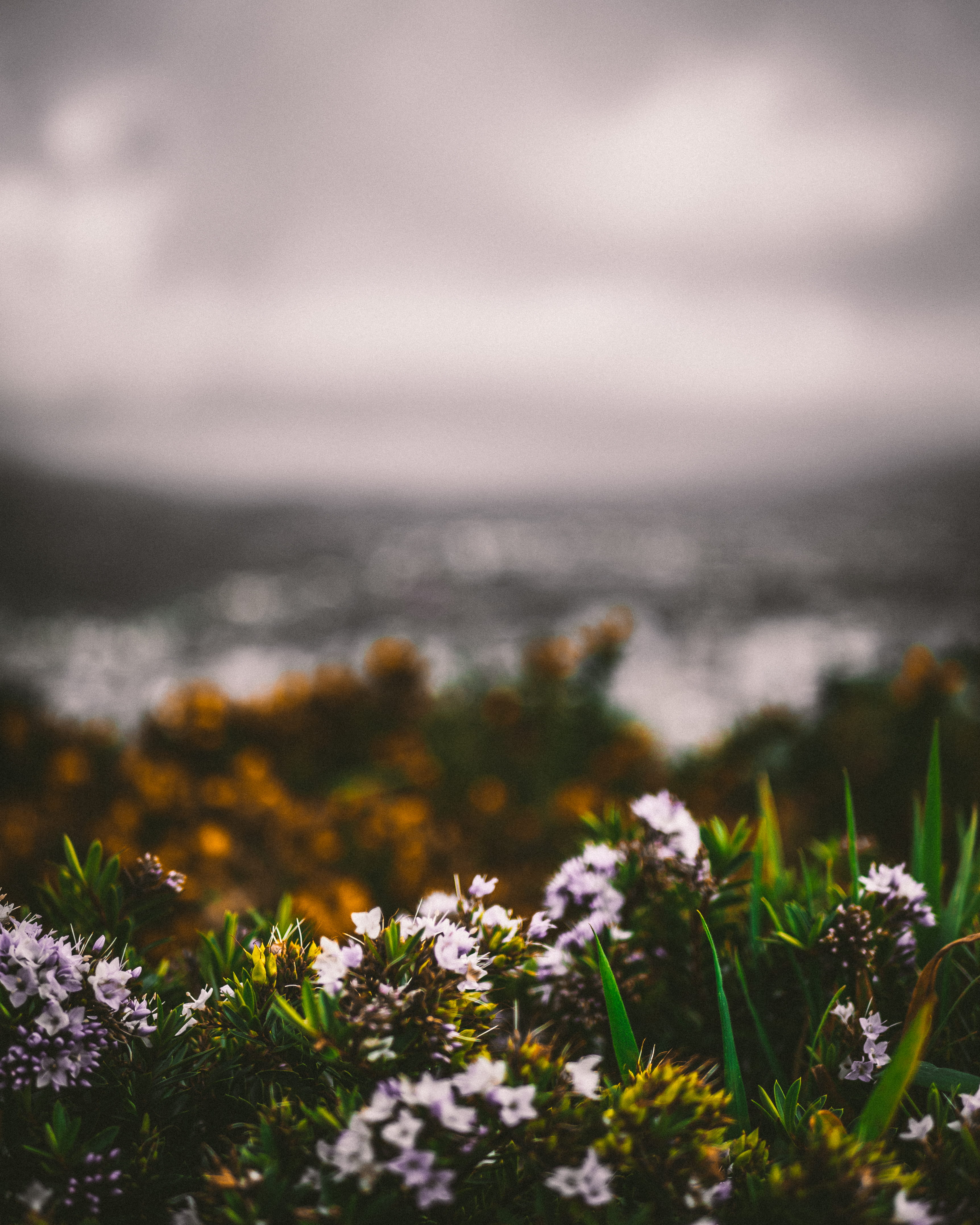 aperture, bokeh, beach, sky, flowers, aerial, flower head, flower, mt victoria, day, blur, elevated, wellington, nature photography, macro, fragility, land, Phone HD Wallpaper