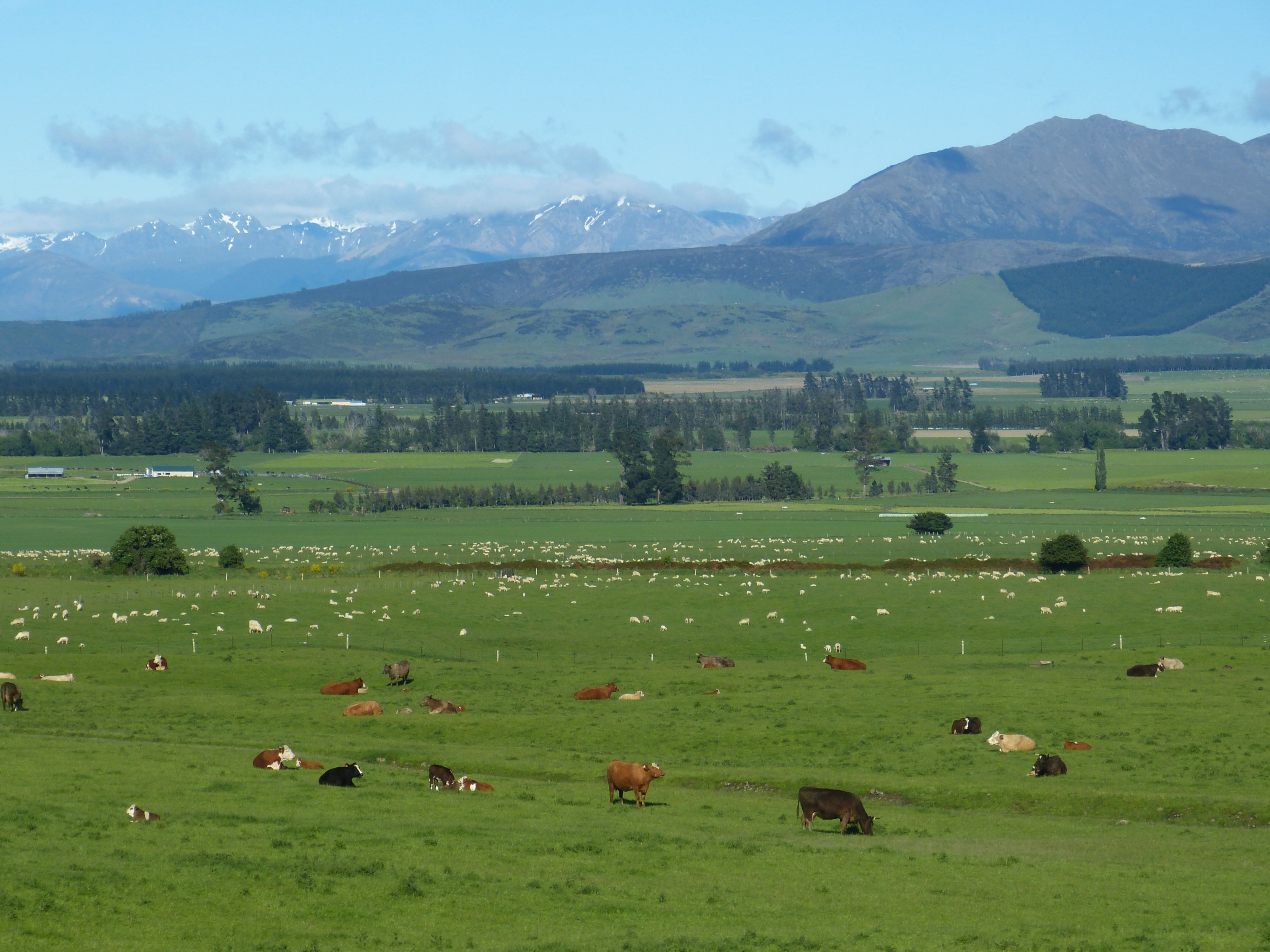 animal, rural Scene, pets, cow, large group of animals, domestic, mammal, mountain range, environment, pasture, 4K, livestock, outdoors, herbivorous, domestic animals, HD Wallpaper