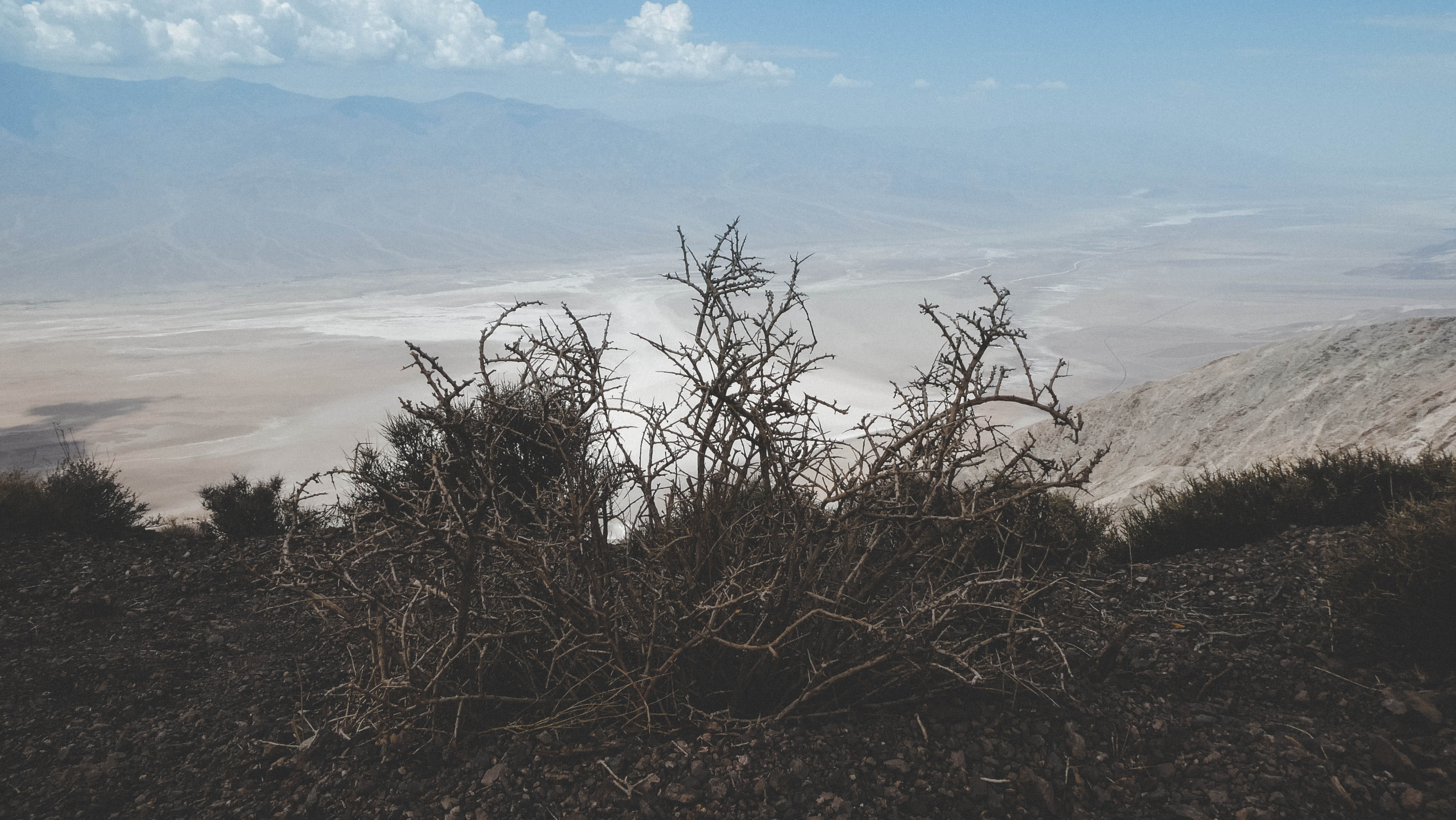 5K, growth, environment, branch, plant, beauty in nature, usa, bush, summer, salt lake, non-urban scene, landscape, tree, salty, cloud - sky, tranquil scene, HD Wallpaper