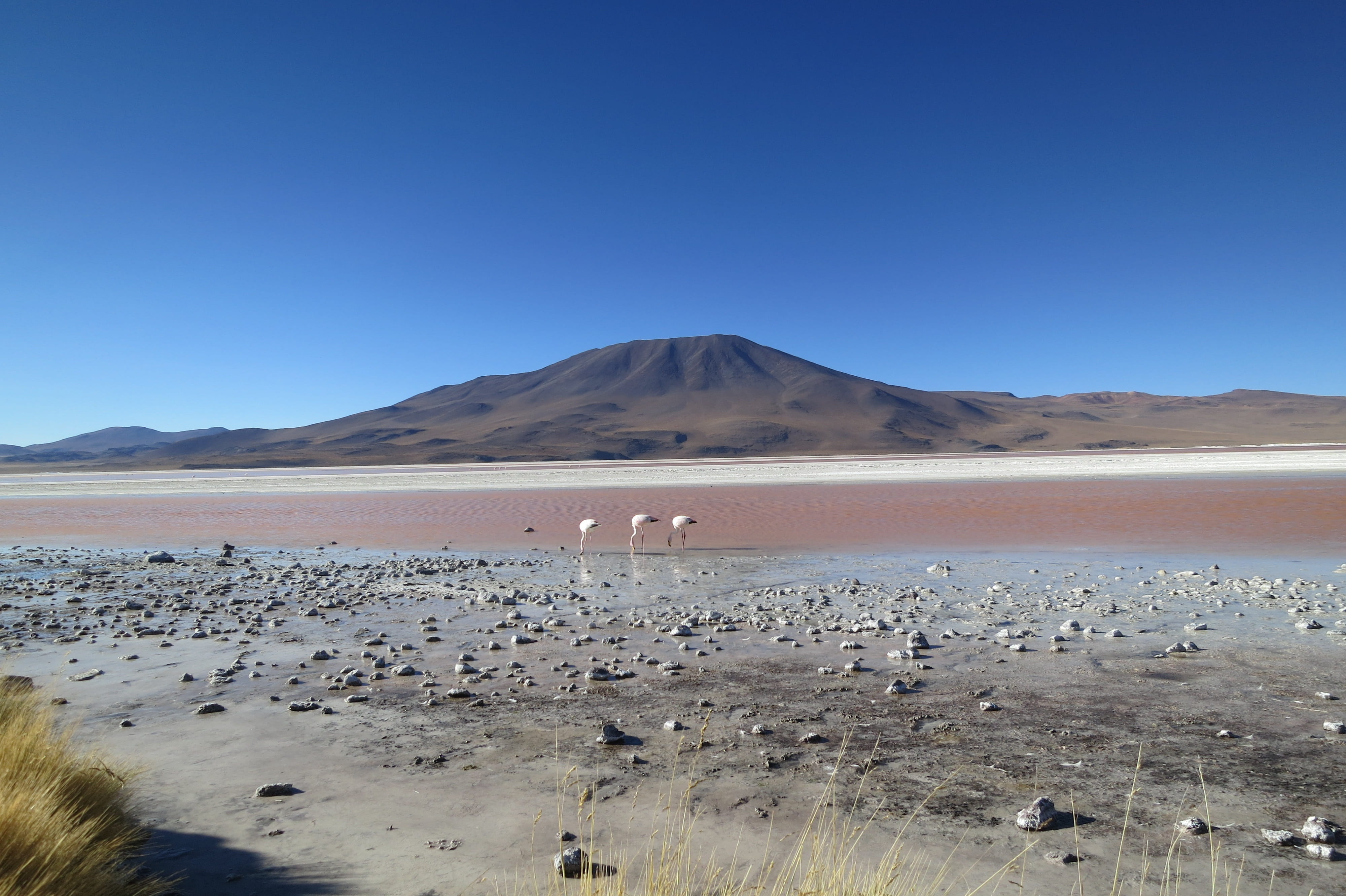 scenics - nature, no people, copy space, nature, animal themes, dry, non-urban scene, salt lake, animal, desert, heat, chile, birds, flamingos, tranquil scene, HD Wallpaper