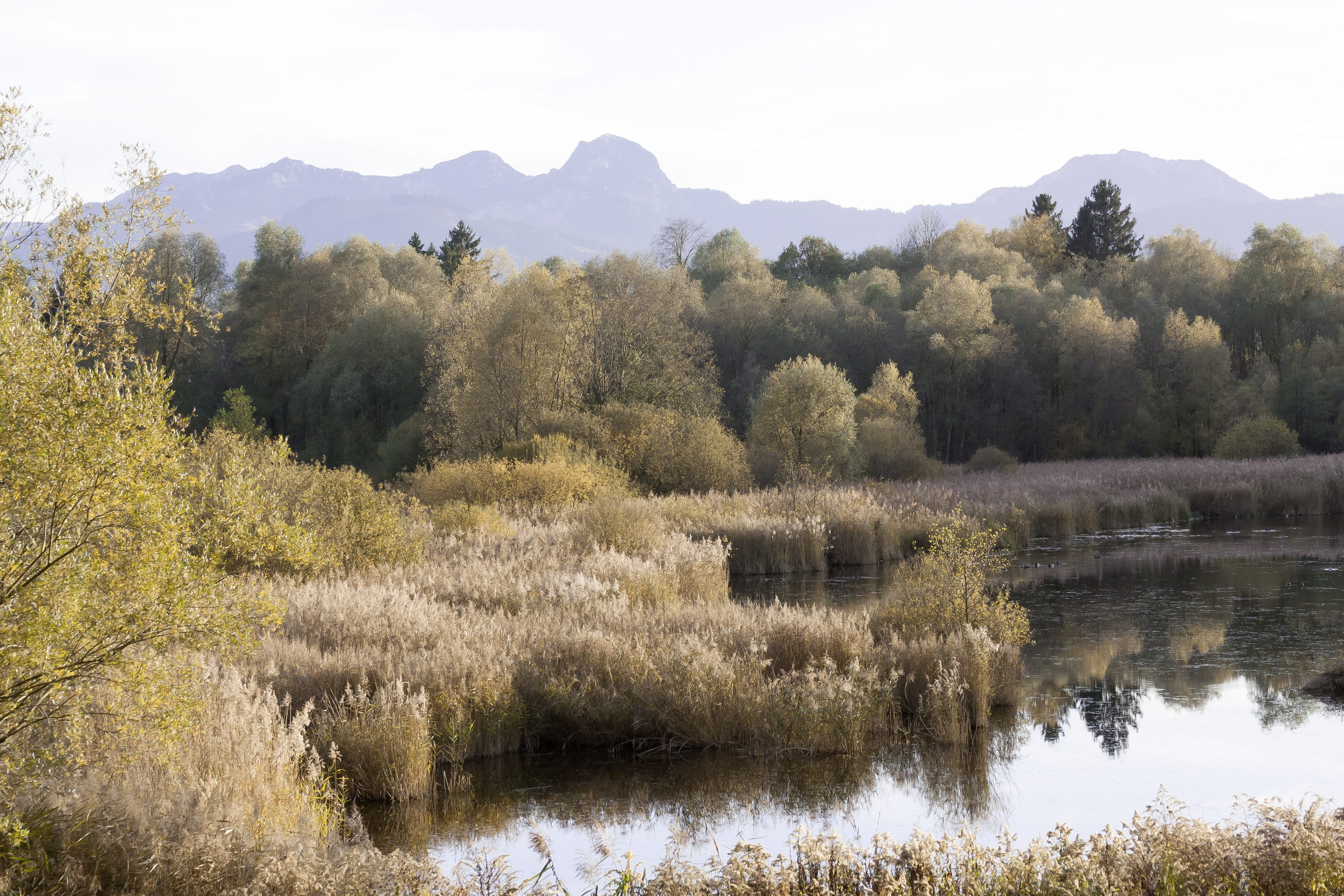 lake, beauty in nature, alpine, water, nature reserve, landscape, grass, tree, no people, mountain, tranquil scene, growth, reflection, nature, sedimentation, HD Wallpaper