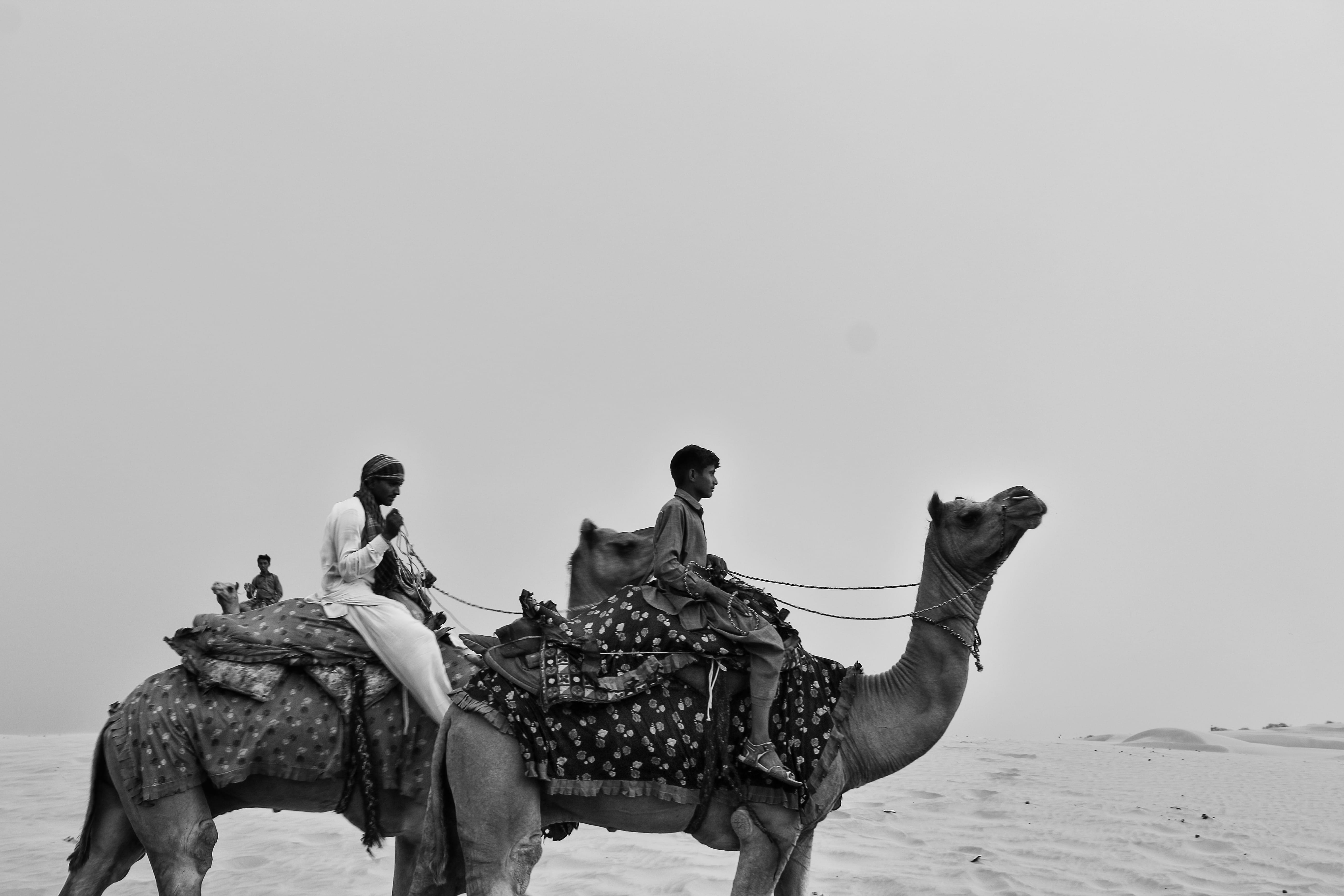 livestock, vertebrate, camel, herbivorous, jaisalmer, domestic, horse, mammal, thar, animal, india, domestic animals, riding, animal wildlife, sky, nature, HD Wallpaper