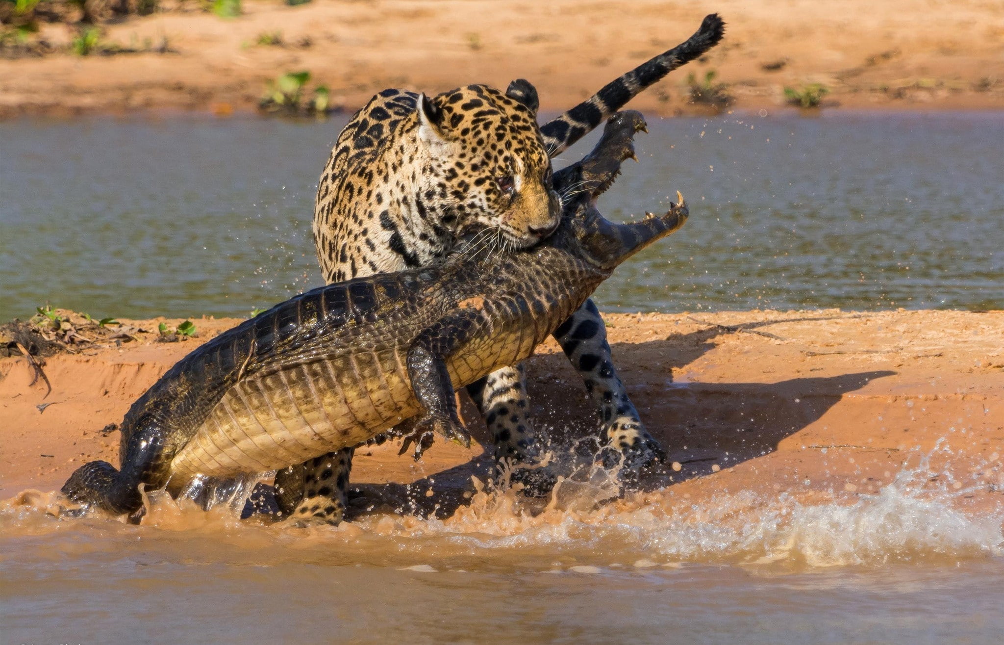 aggression, no people, Mining, mammal, eating, hungry, vertebrate, animal, Crocodile, 1080P, mouth open, animals in the wild, Jaguar, animal mouth, reptile, HD Wallpaper