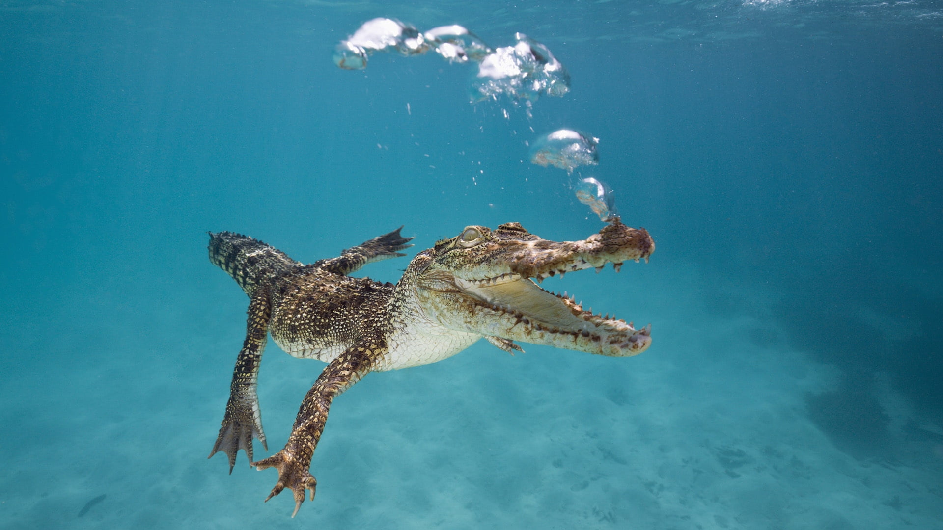 sea turtle, vertebrate, fish, swim, water, sea, animals In The Wild, carnivore, bubbles, reef, turtle, crocodile, marine, animal wildlife, calf, breath, HD Wallpaper