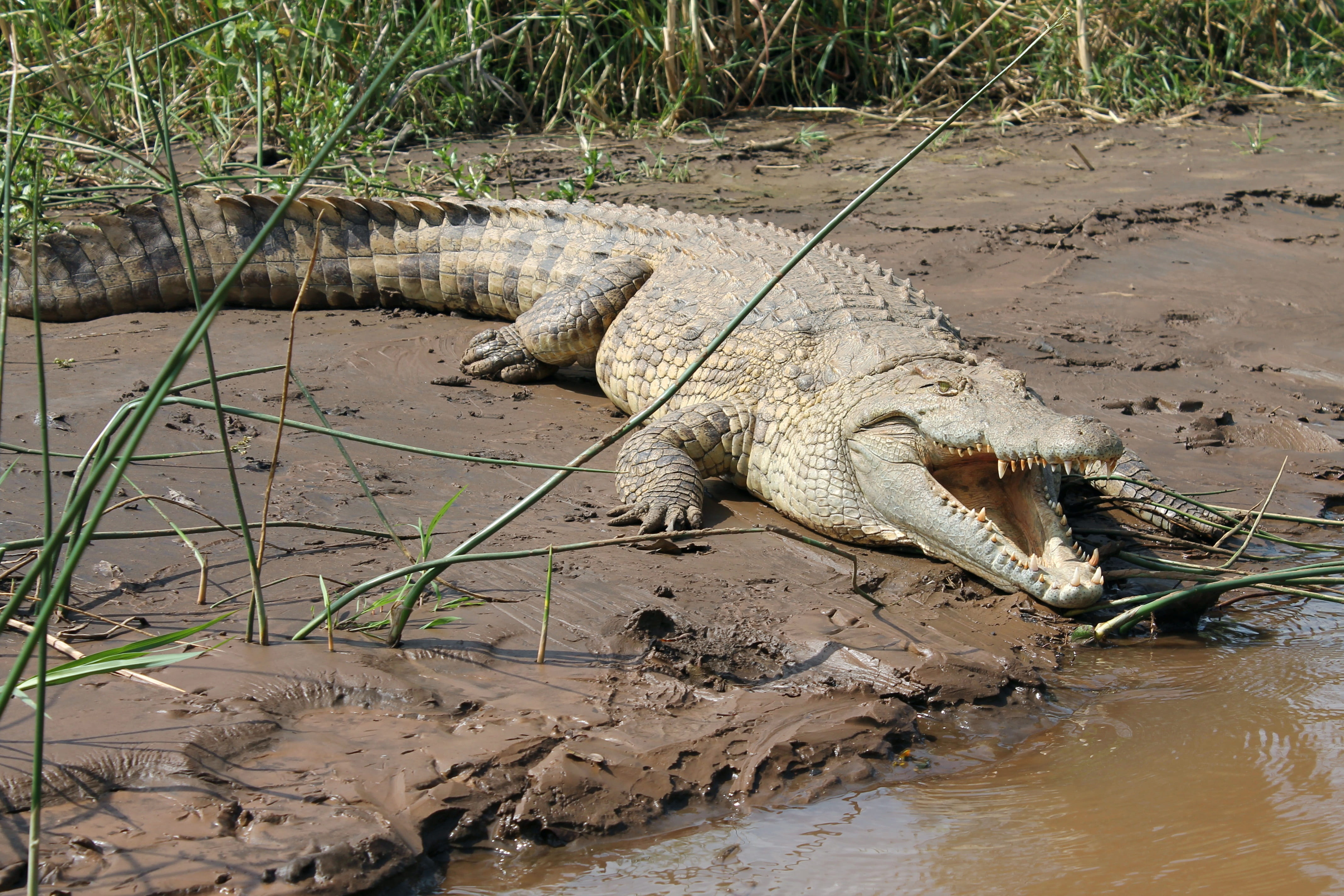 Ethiopia, vertebrate, water, animals in the wild, Lake, no people, plant, 4K, river, animal wildlife, nature, mud, Crocodile, animal themes, riverbank, HD Wallpaper