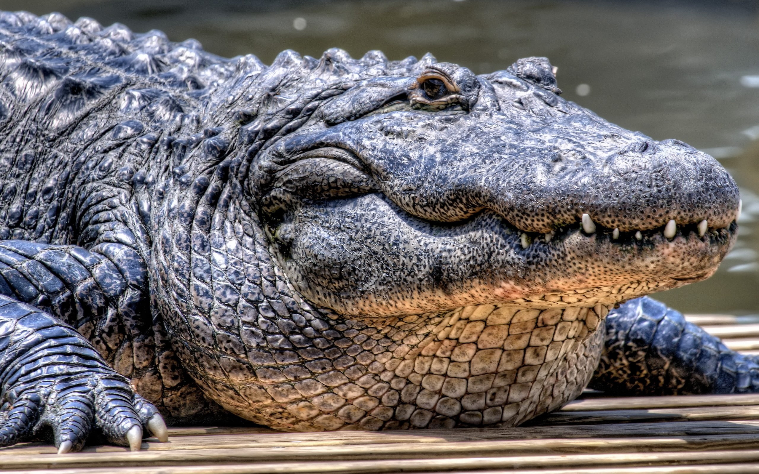 day, close-up, vertebrate, reptile, animal scale, animal Skin, reptiles, animal Mouth, gray, nature, aggression, face, 2K, sign, crocodile, river, zoo, HD Wallpaper
