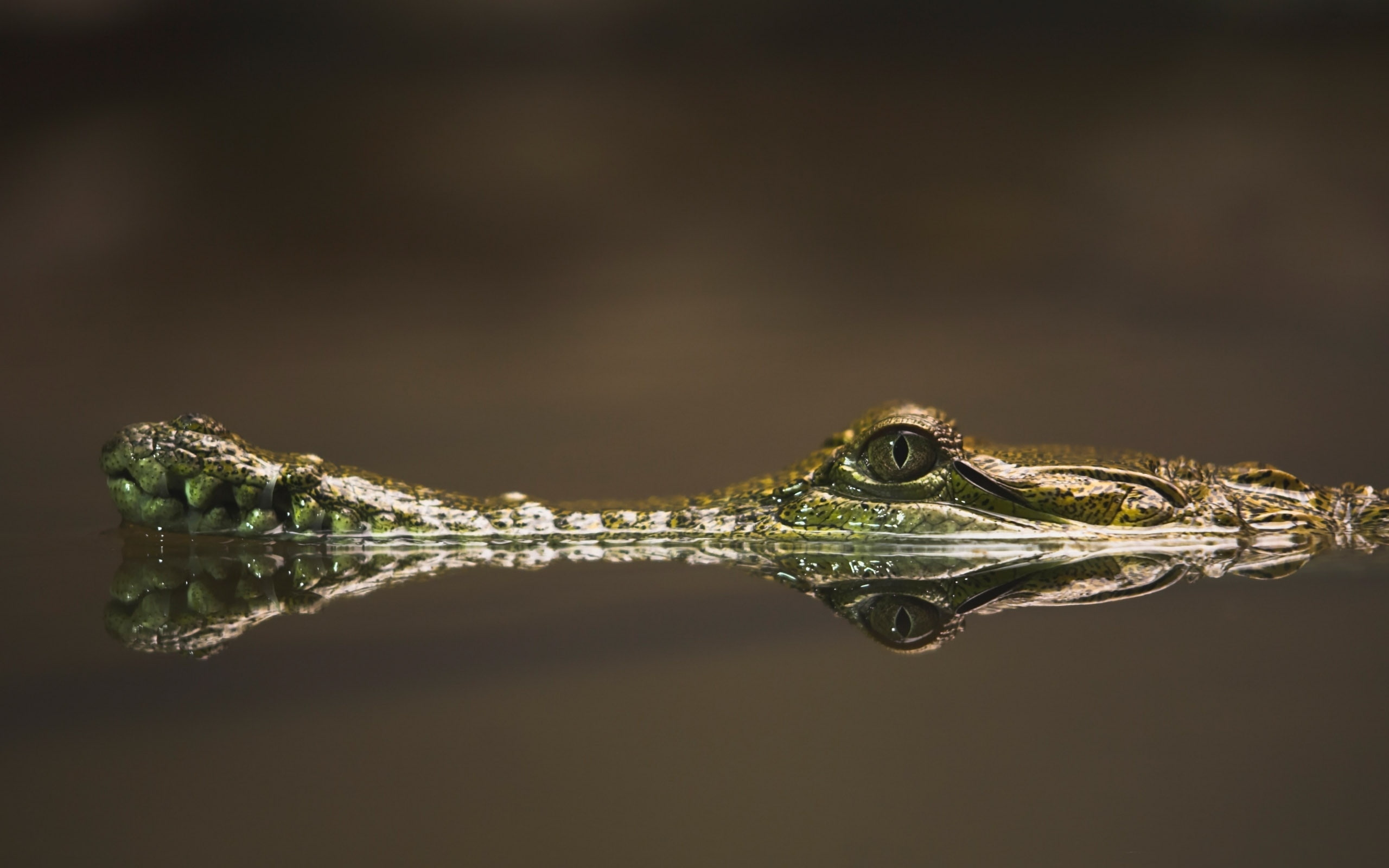 baby, crocodile, 2K, alligator, HD Wallpaper