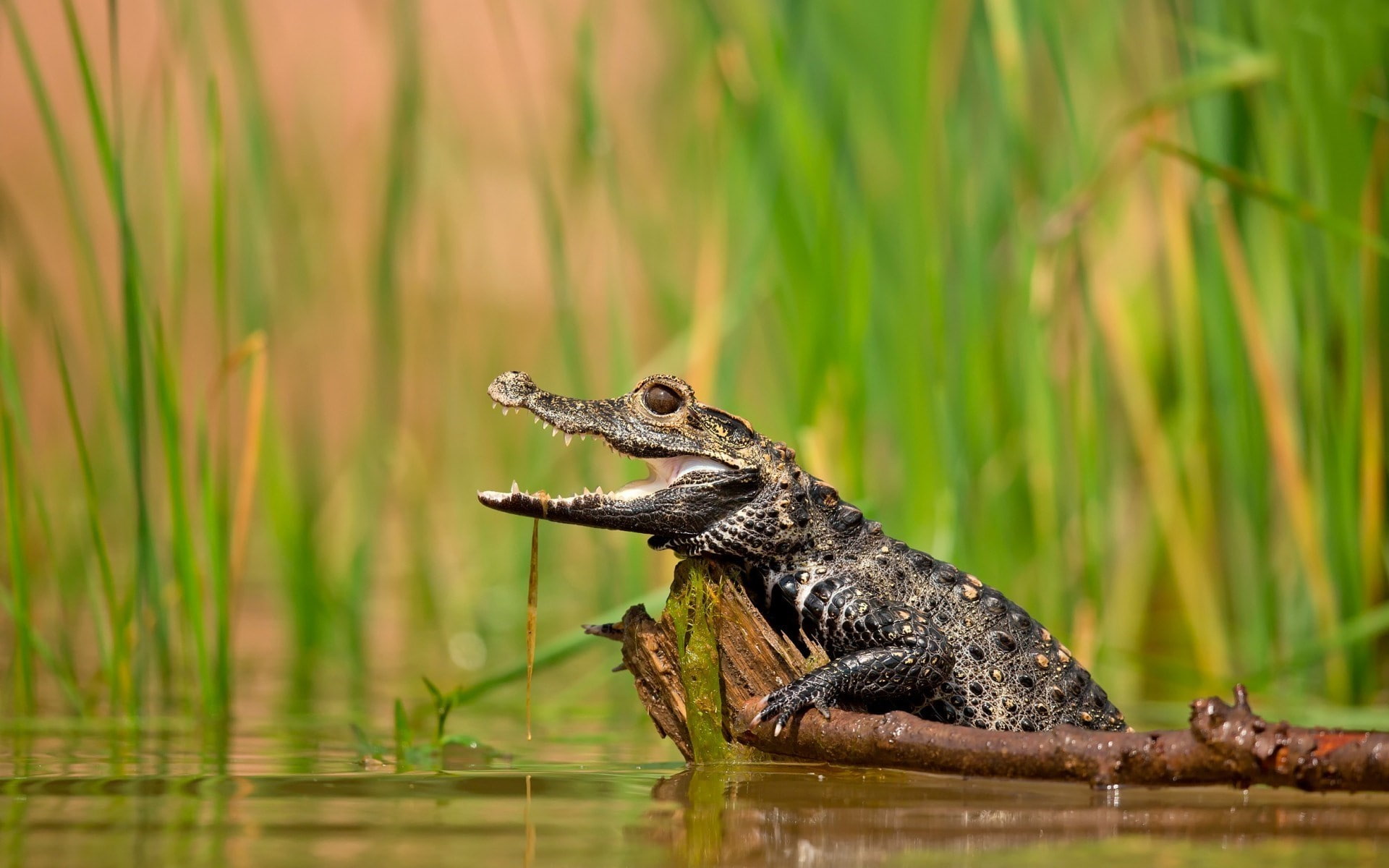 1080P, baby, animals, crocodiles, water, plants, lake, HD Wallpaper