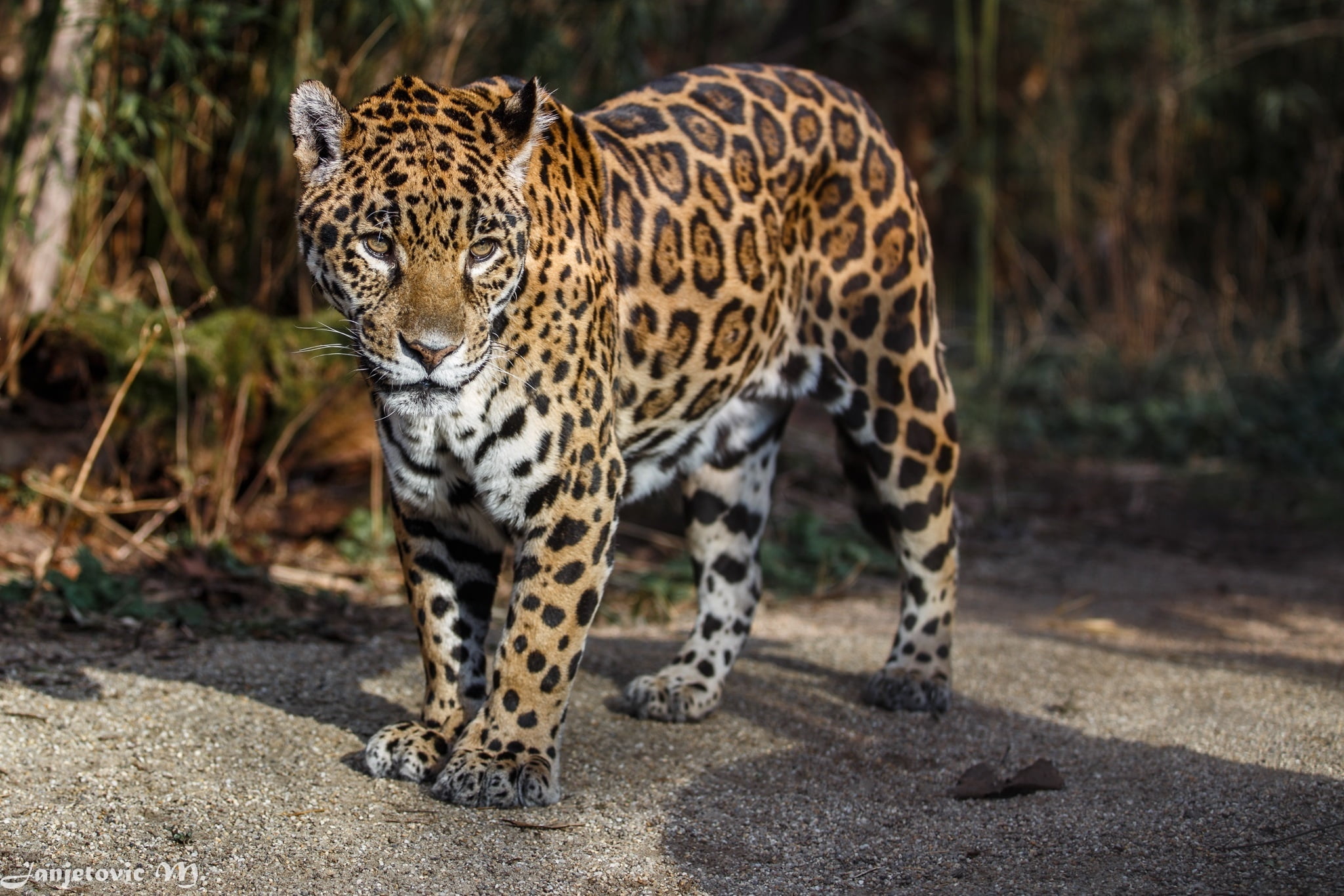 animals In The Wild, predator, spotted, big Cat, animal Head, stealth, looking, safari, carnivore, endangered Species, looking at camera, animals And Pets, HD Wallpaper