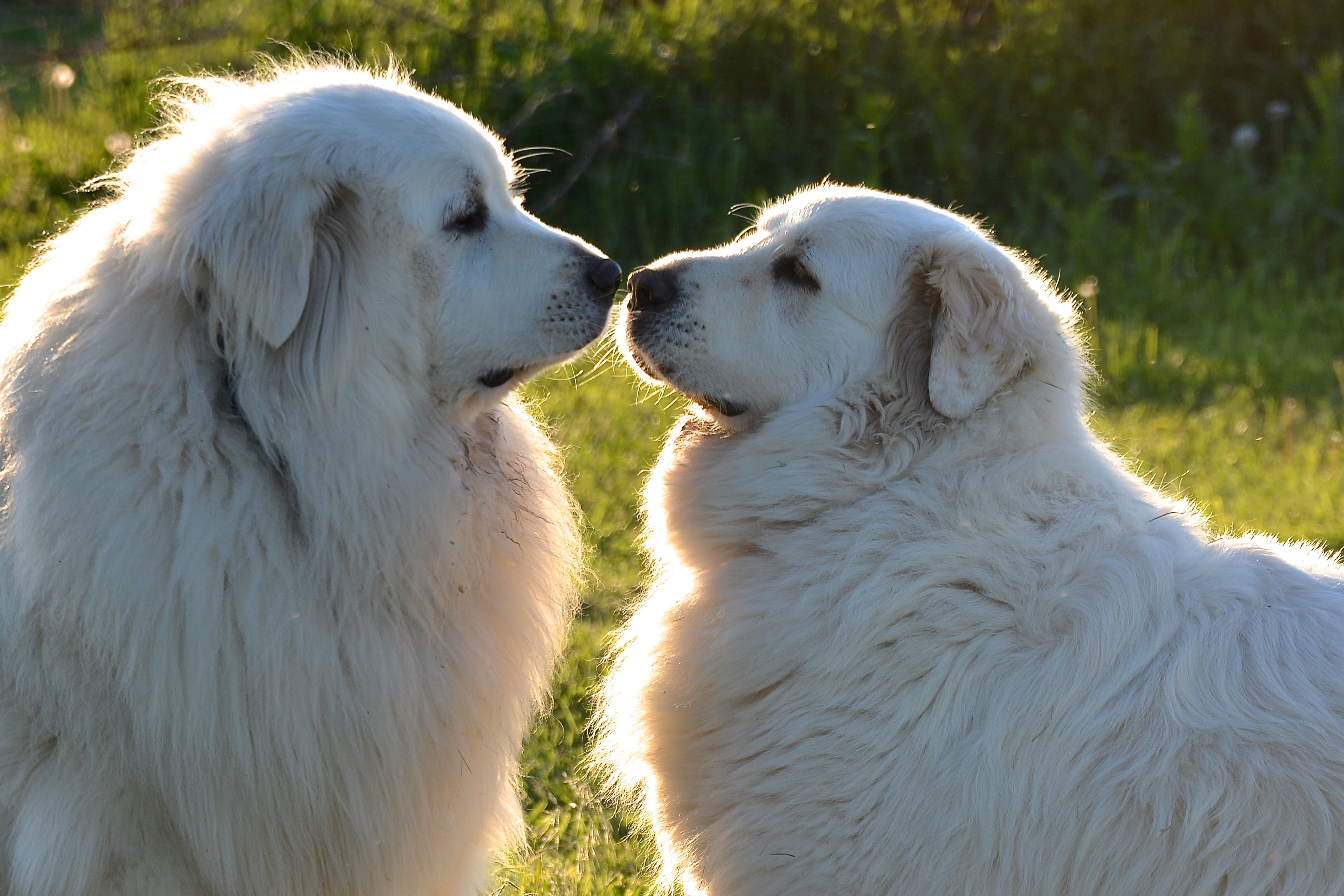 come away with me, outdoors, grass, dog, animal, 2K, Great Pyrenees, pyrenees, pets, dogs, summer, two, Valentine, great, nature, HD Wallpaper