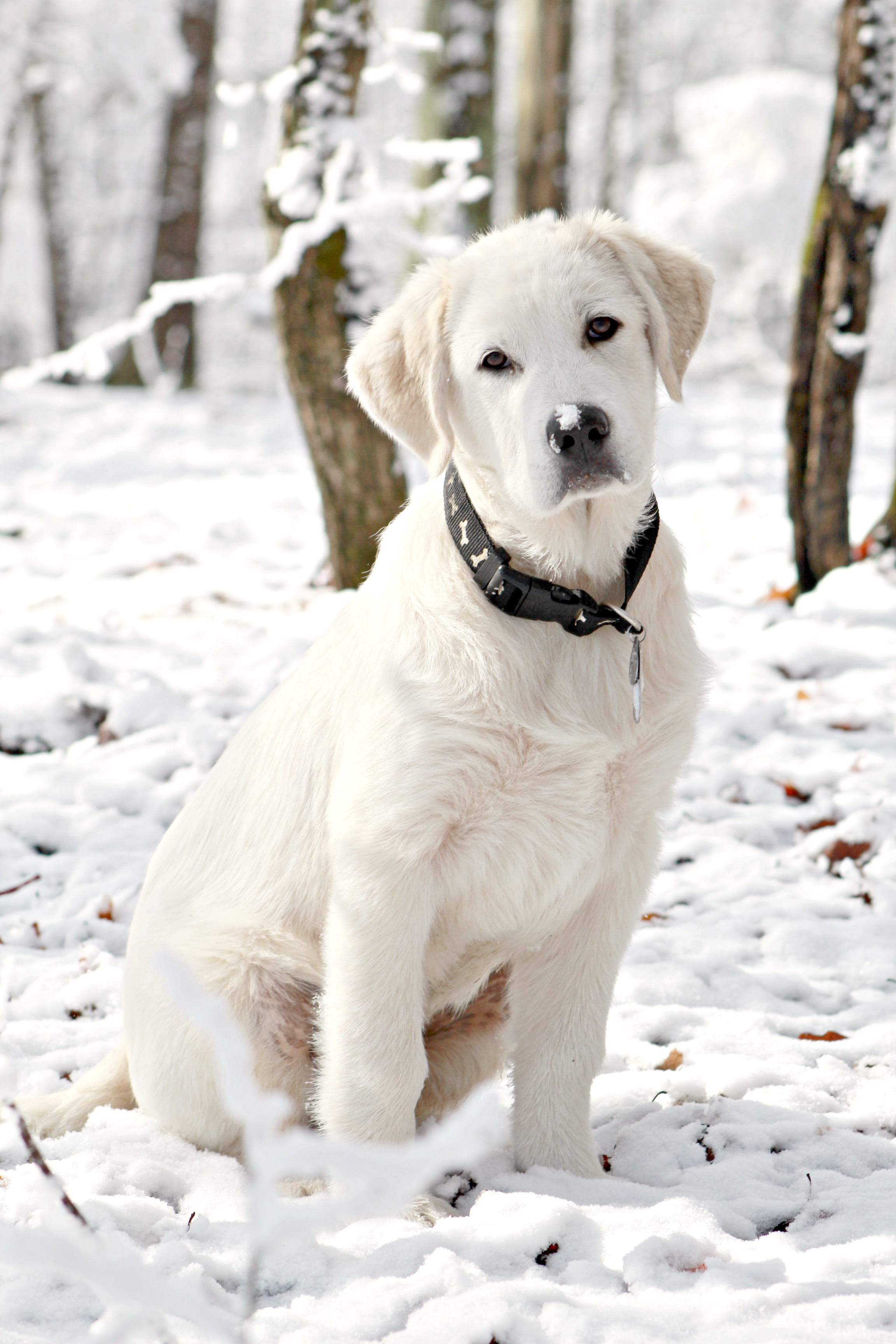 animal themes, pup, focus on foreground, domestic animals, 2K, white color, no people, great pyrenees, land, domestic, puppy, cold temperature, doggy, Phone HD Wallpaper