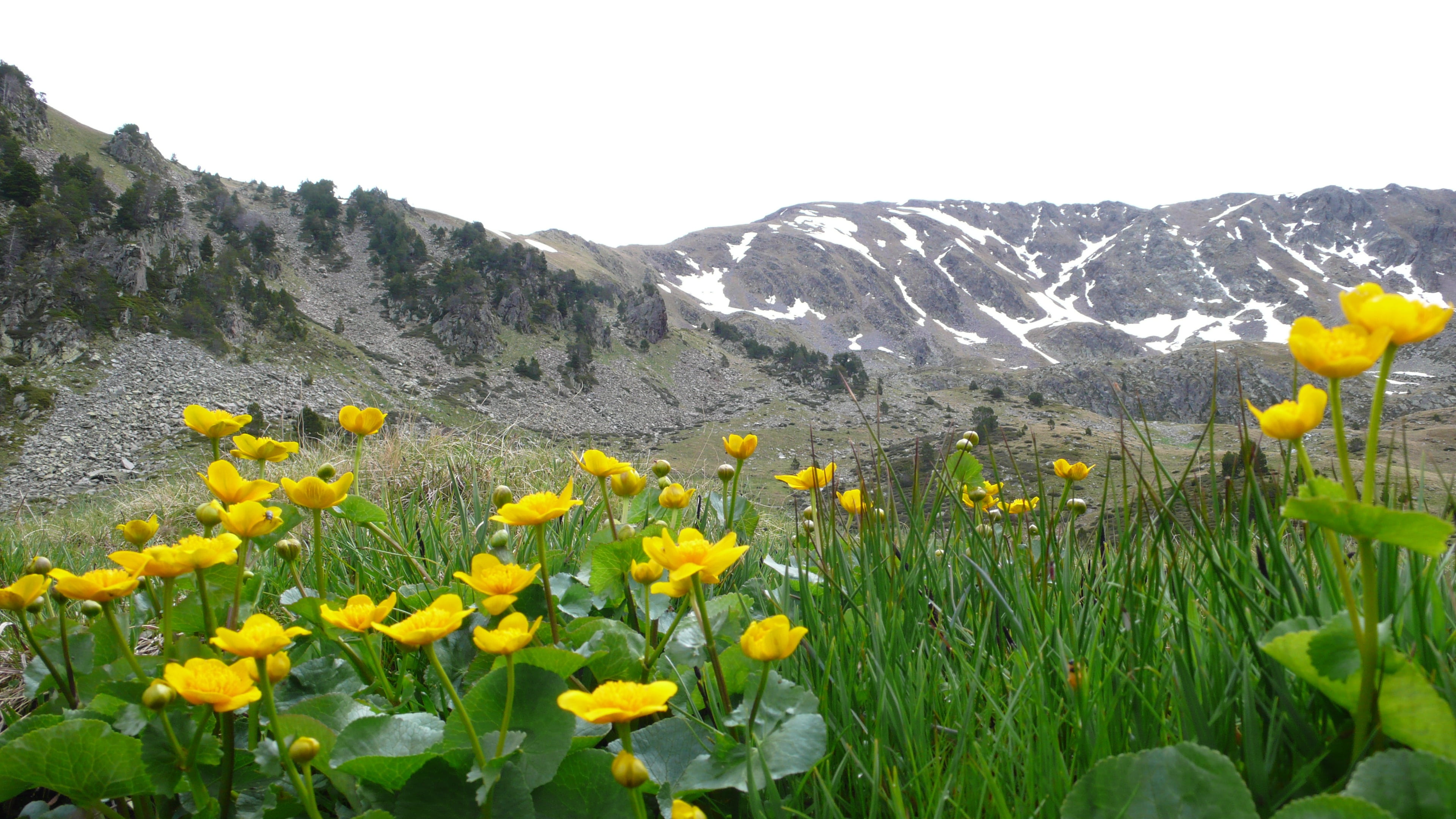 land, springtime, landscape, daffodil, midi-pyrenees, flowering plant, holiday, flower, outdoors, mountain range, field, environment, flowers, flower head, HD Wallpaper