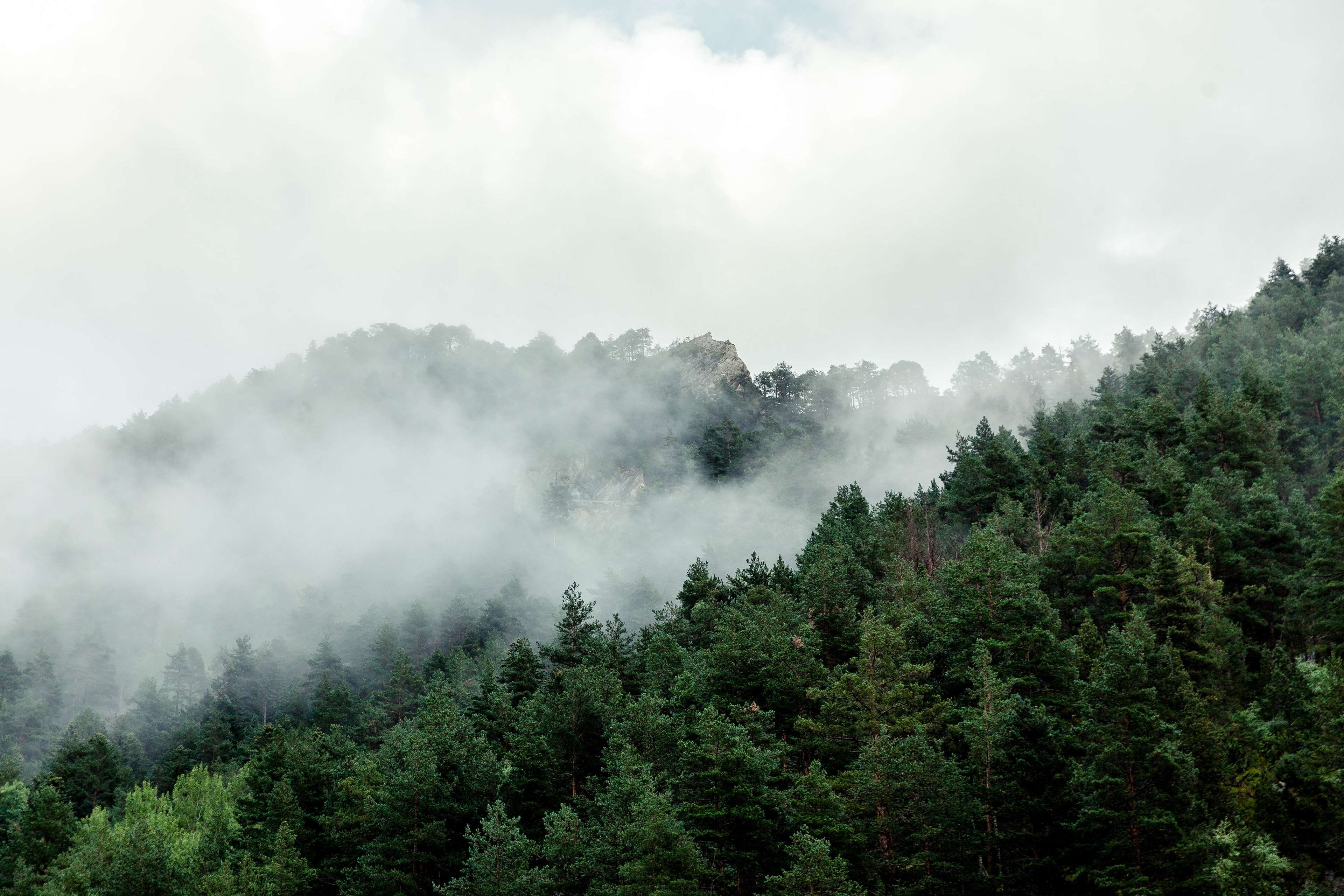 plant, sky, pine tree, andorra, tranquility, pyrenees, tranquil scene, no people, mountain, outdoors, nature, woodland, treetop, green color, pine woodland, HD Wallpaper