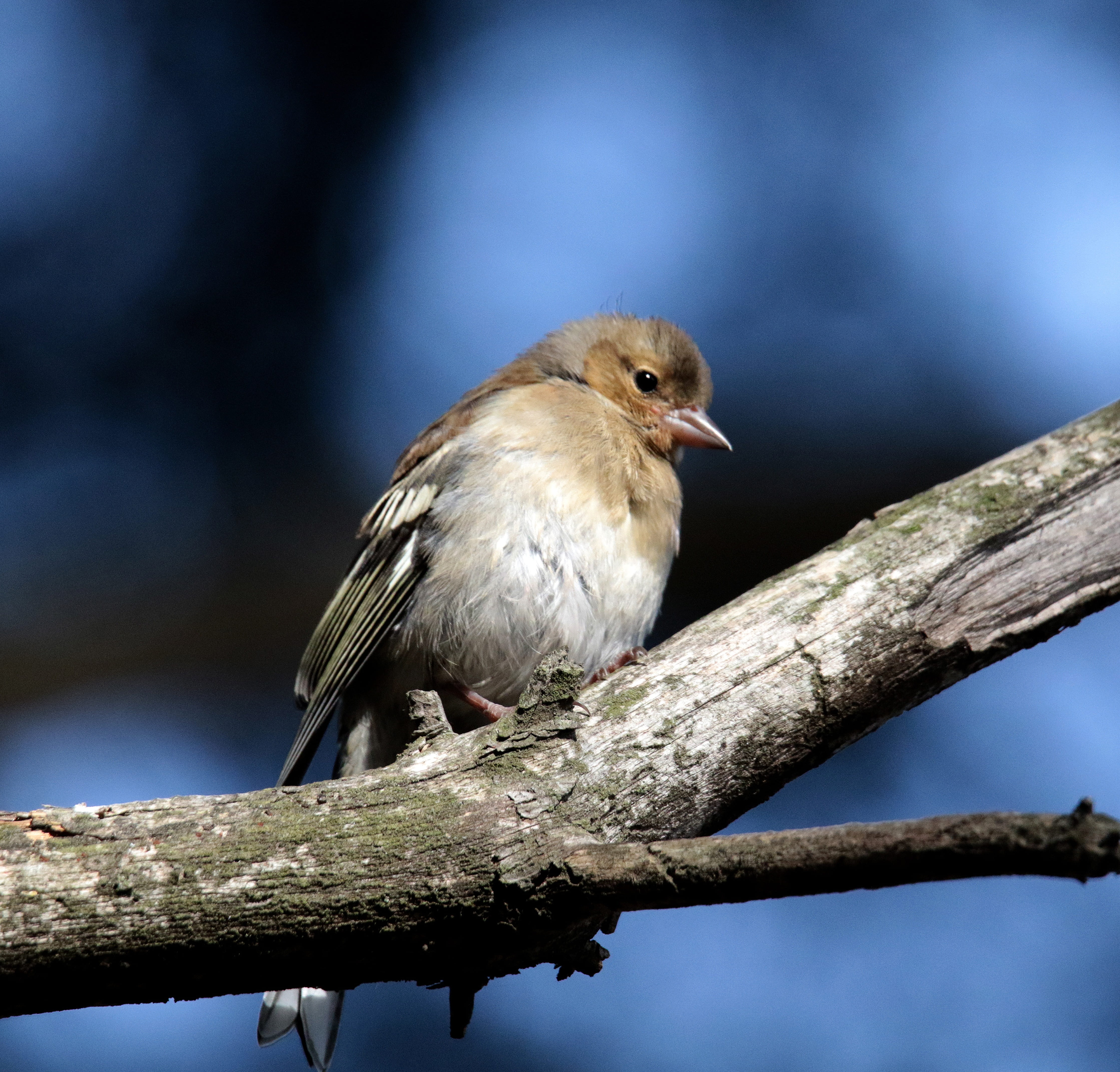 4K, twig, nature, low angle view, plant, perching, outdoors, no people, animal, close-up, Finch, animals in the wild, summer, Andorra, focus on foreground, HD Wallpaper