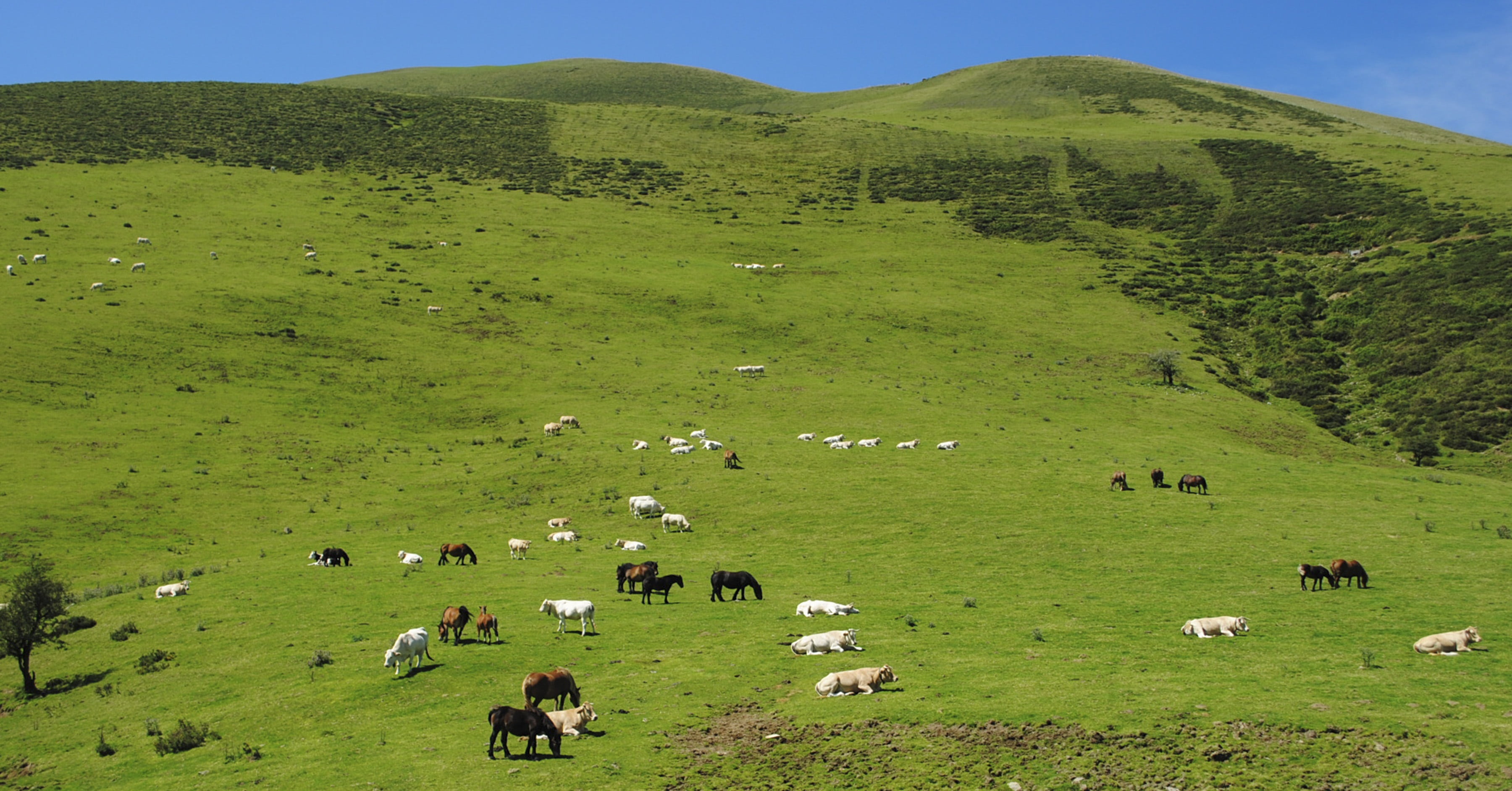 land, environment, navarre, no people, grass, sheep, field, 2K, mammal, green Color, herd, nature, large group of animals, rural Scene, outdoors, hill, HD Wallpaper