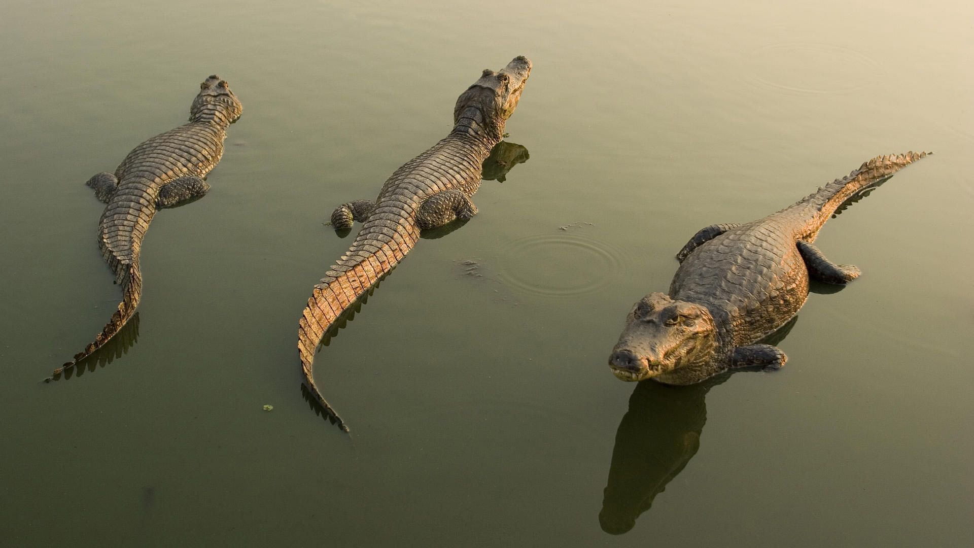 animal Skin, danger, alligator, mouth open, 1080P, crocodiles, animal themes, reflection, river, waterfront, wildlife, high angle view, carnivore, day, HD Wallpaper