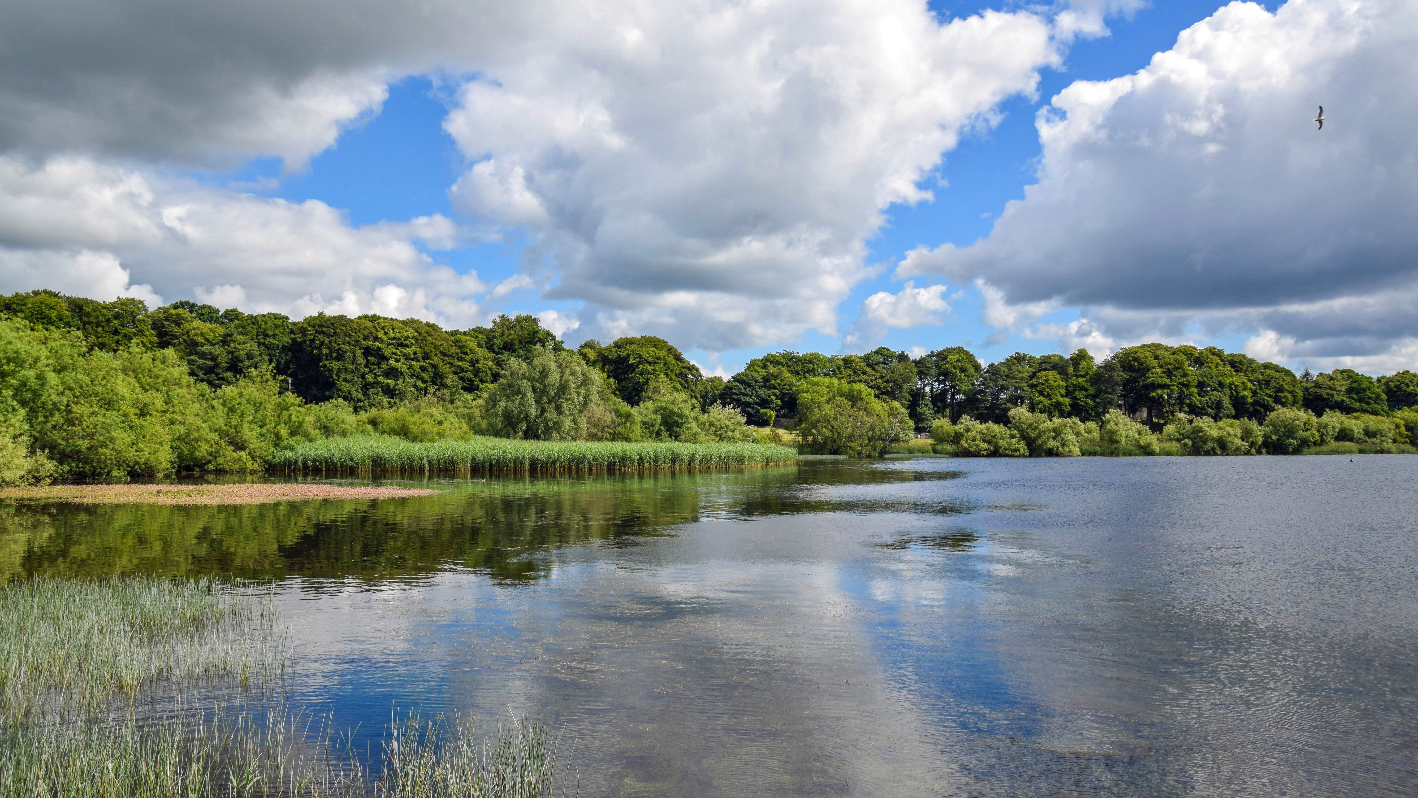 scenics - nature, tranquility, landscape, day, england, tree, loch leven, lake, no people, green color, plant, water, tranquil scene, mood, reflection, HD Wallpaper