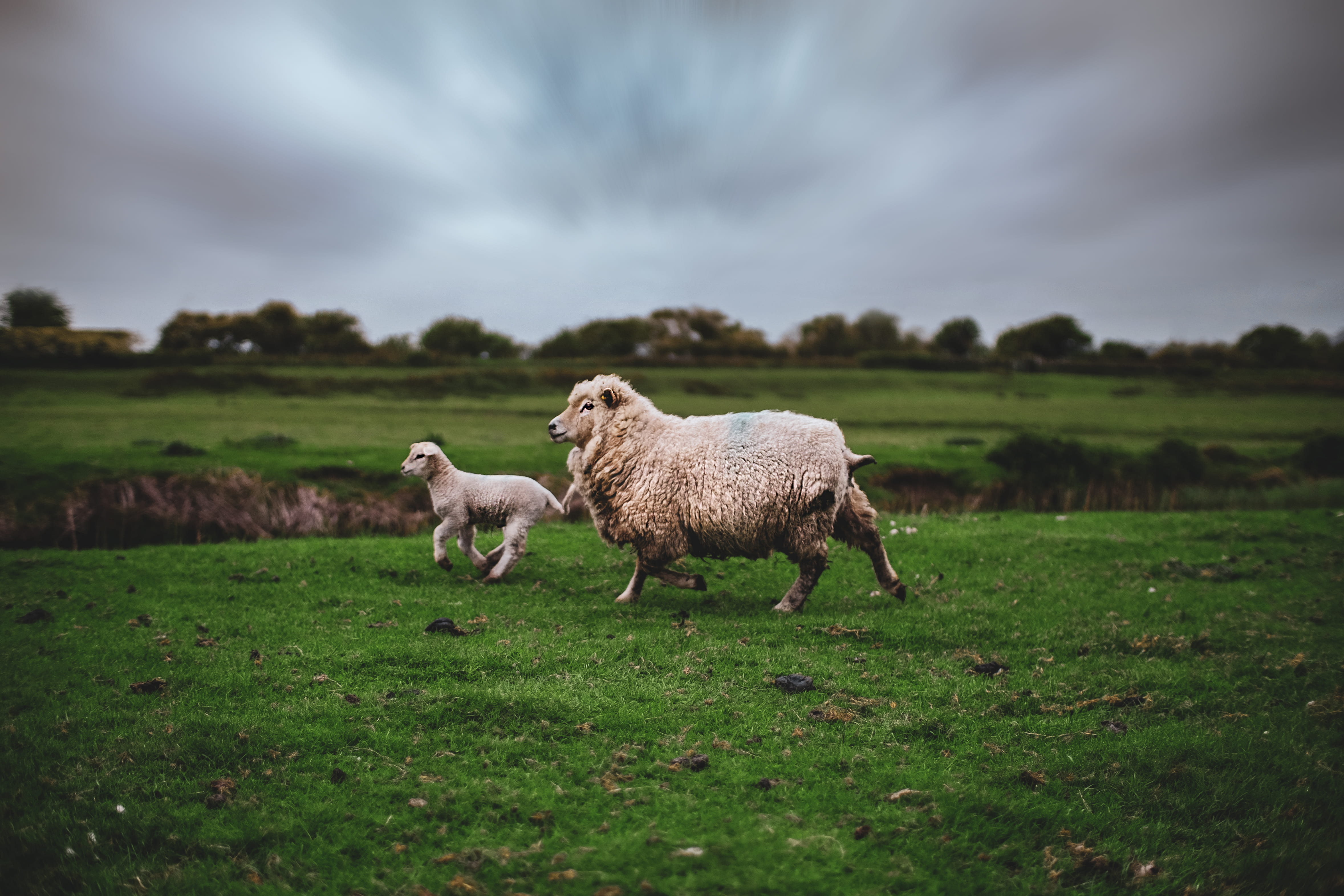 shieling, environment, uk, domestic animals, domestic, pasture, sheep, pets, photo, near, spring, hill, herbivorous, 4K, sky, dome, group of animals, child, HD Wallpaper