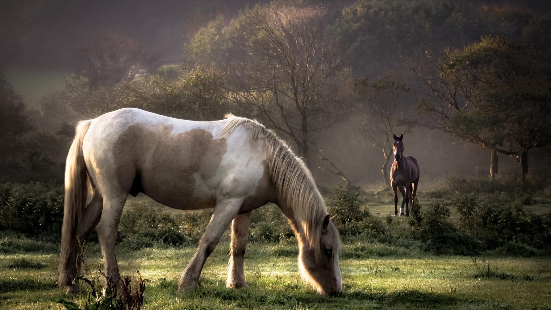 1080P, animal themes, grass, trees, herbivorous, vertebrate, horse, plant, bushes, animal wildlife, no people, outdoors, domestic, grazing, animal, livestock, HD Wallpaper