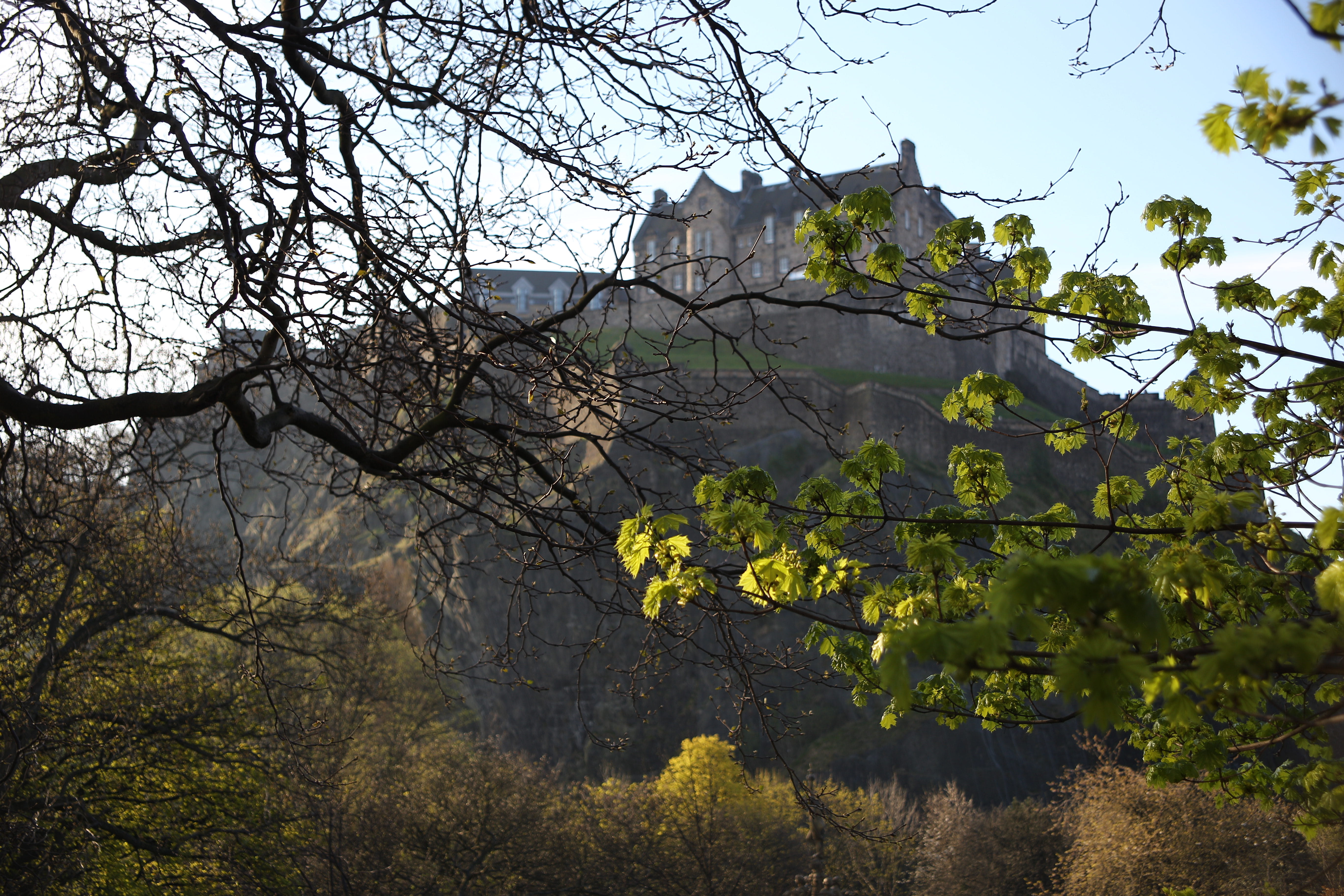 clear sky, low angle view, branch, springtime, day, 5K, united kingdom, edinburgh, scotland, tranquility, cherry blossom, edinburgh castle, tree, plant, HD Wallpaper