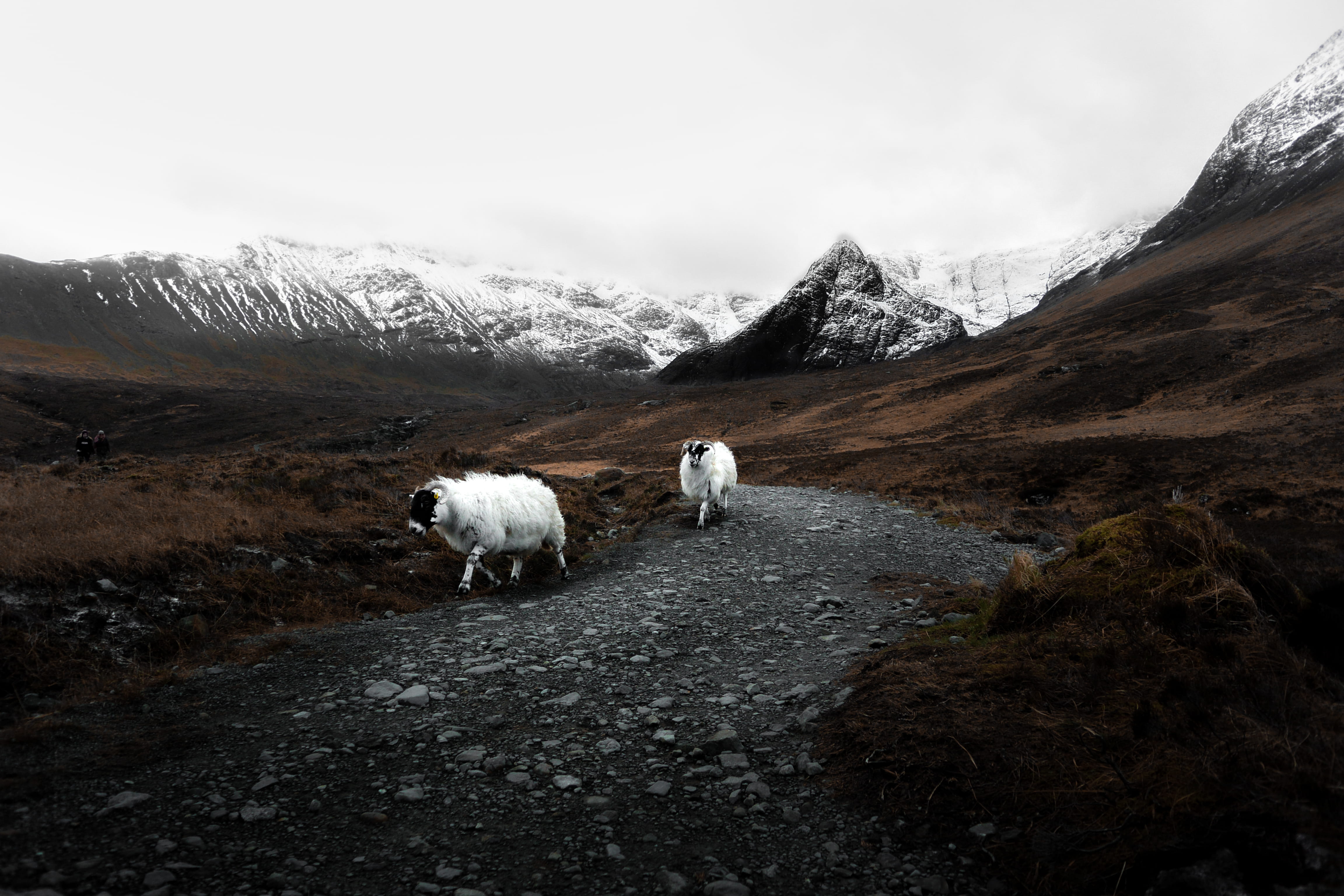 farm Animals, brown, day, dirt, near, snow, mountain range, along, animals And Pets, livestock, 4K, white, hill, agriculture, rams, group of animals, mammal, HD Wallpaper