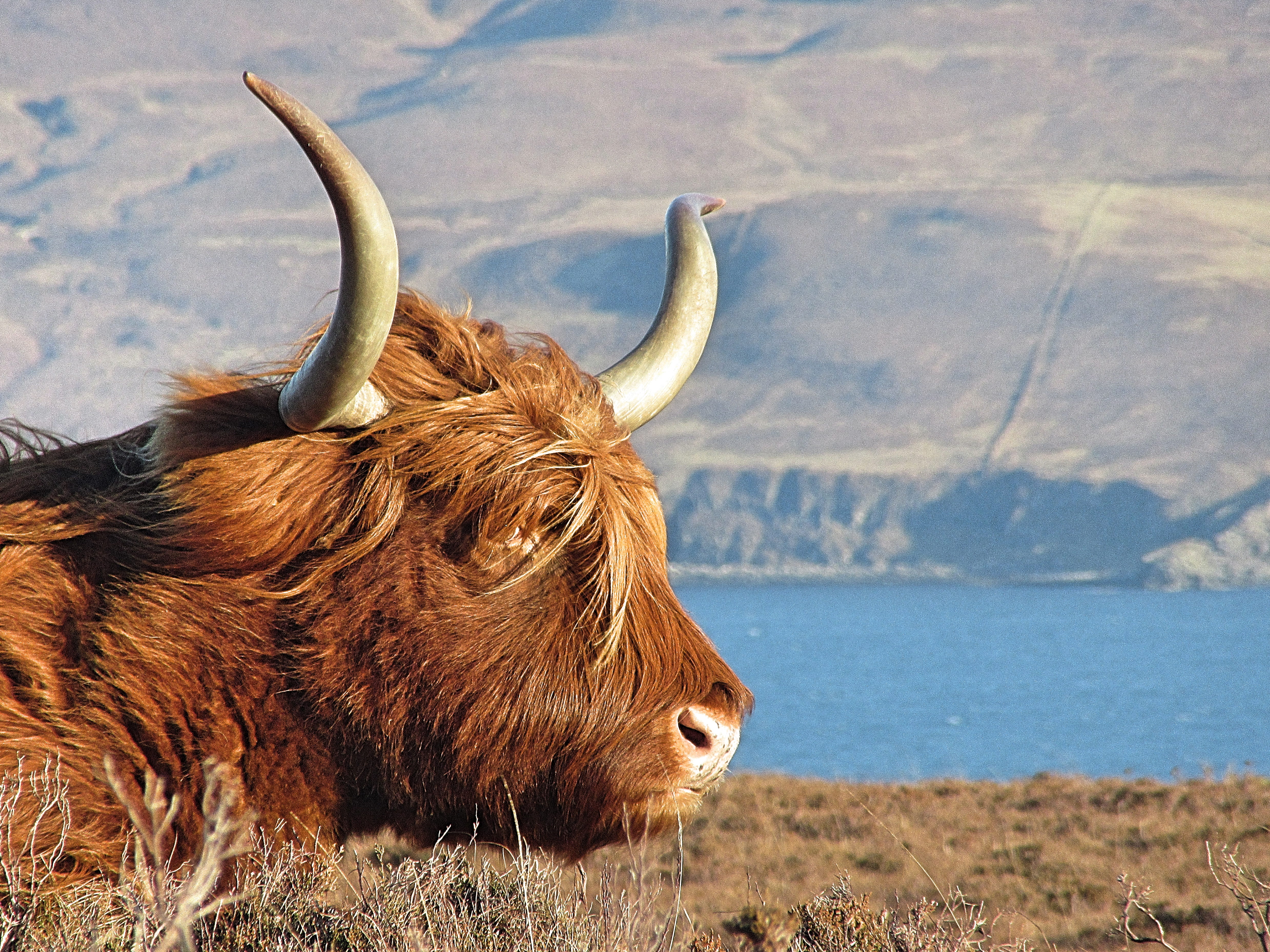 domestic cattle, animal head, 4K, horned, pets, united kingdom, cow, elgol, brown, domestic animals, highland cattle, nature, one animal, day, animal wildlife, HD Wallpaper