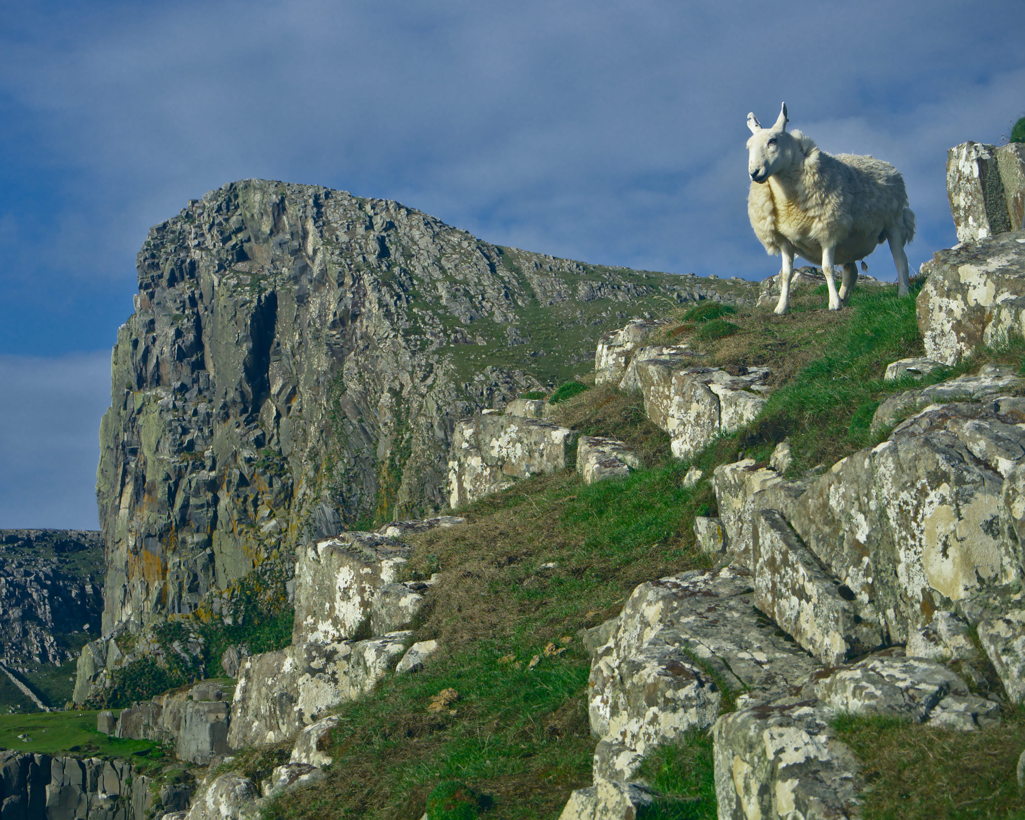 livestock, day, rock, sheep, pets, beauty in nature, mountain, rocks, nature, animal wildlife, solid, neist point lighthouse, isle of skye, animal themes, HD Wallpaper