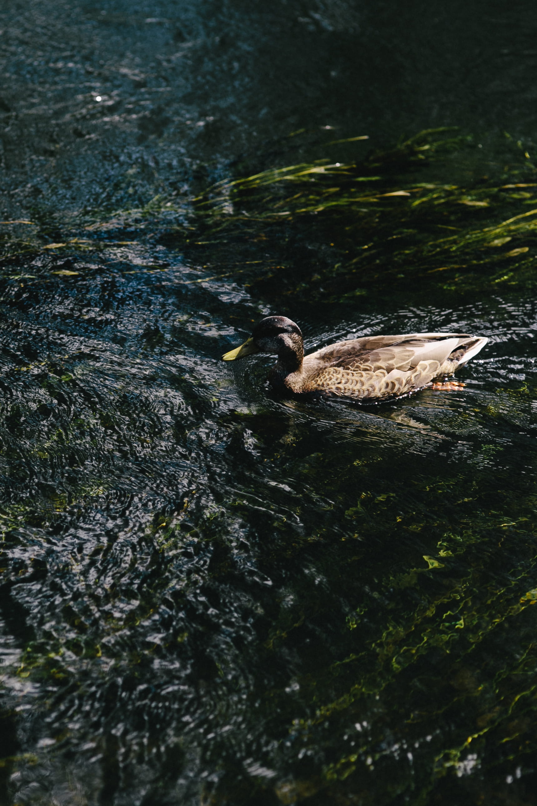 animal wildlife, selective focus, wildlife, beak, poultry, feather, water, day, 2K, no people, nature, mallard Duck, River, floating on water, outdoors, Phone HD Wallpaper